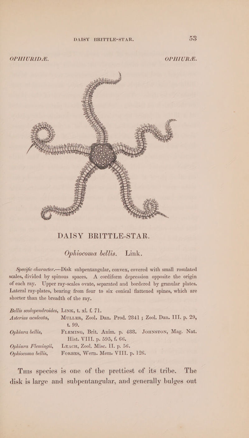 OPHIURID:. OPHIUR. Ophiocoma bellis. Link. Specific character.—Disk subpentangular, convex, covered with small rosulated scales, divided by spinous spaces. A cordiform depression opposite the origin of each ray. Upper ray-scales ovate, separated and bordered by granular plates. Lateral ray-plates, bearing from four to six conical flattened spines, which are shorter than the breadth of the ray. Bellis scolopendroides, Link, t. xl. f. 71. Asterias aculeata, Mutver, Zool. Dan. Prod. 2841 ; Zool. Dan. IIT. p. 29, t.99: Ophiura bellis, Fiemine, Brit. Anim. p. 488. Jonnston, Mag. Nat. Hist. VIII. p. 595, f. 66. Ophiura Flemingti, Lxacu, Zool. Mise. II. p. 56. Ophiocoma bellis, Forses, Wern. Mem. VIII. p. 126. Tus species is one of the prettiest of its tribe. The disk is large and subpentangular, and generally bulges out