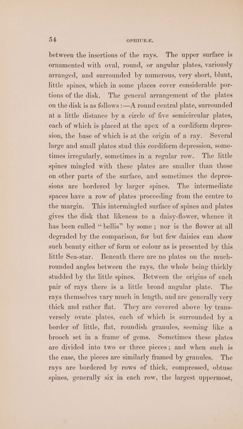 between the insertions of the rays. The upper surface is ornamented with oval, round, or angular plates, variously arranged, and surrounded by numerous, very short, blunt, little spines, which in some places cover considerable por- tions of the disk. The general arrangement of the plates on the disk is as follows :—A round central plate, surrounded at a little distance by a circle of five semicircular plates, each of which is placed at the apex of a cordiform depres- sion, the base of which is at the origin of a ray. Several large and small plates stud this cordiform depression, some- times irregularly, sometimes in a regular row. The little spies mingled with these plates are smaller than those on other parts of the surface, and sometimes the depres- sions are bordered by larger spines. ‘The intermediate spaces have a row of plates proceeding from the centre to the margin. This intermingled surface of spines and plates gives the disk that likeness to a daisy-flower, whence it has been called “bellis” by some; nor is the flower at all degraded by the comparison, for but few daisies can show such beauty either of form or colour as is presented by this little Sea-star. Beneath there are no plates on the much- rounded angles between the rays, the whole being thickly studded by the little spmes. Between the origins of each pair of rays there is a little broad angular plate. The rays themselves vary much in length, and are generally very thick and rather flat. They are covered above by trans- versely ovate plates, each of which is surrounded by a border of little, flat, roundish granules, seeming like a brooch set in a frame of gems. Sometimes these plates are divided into two or three pieces; and when such is the case, the pieces are similarly framed by granules. The rays are bordered by rows of thick, compressed, obtuse spines, generally six in each row, the largest uppermost,