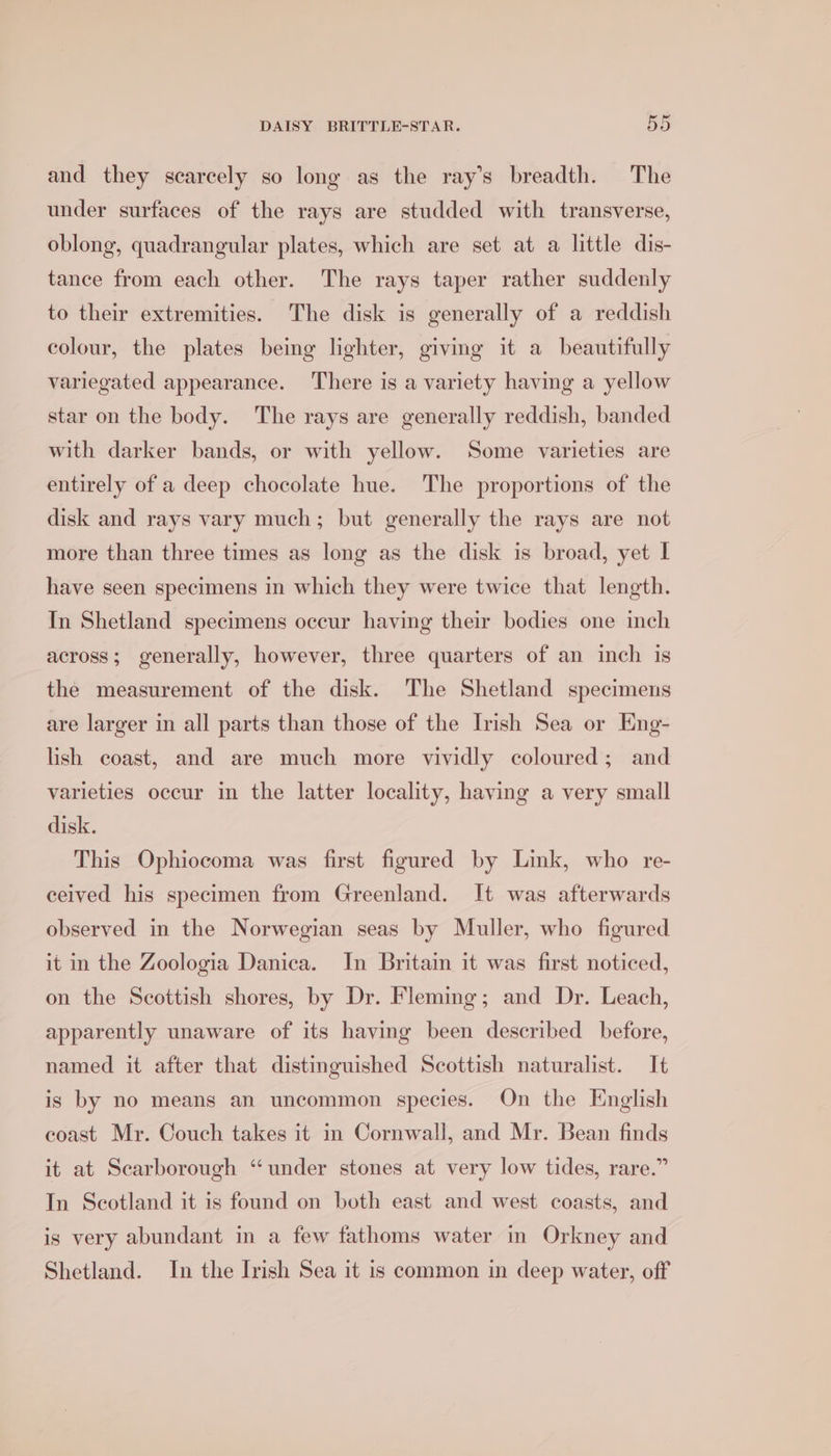and they scarcely so long as the ray’s breadth. The under surfaces of the rays are studded with transverse, oblong, quadrangular plates, which are set at a little dis- tance from each other. The rays taper rather suddenly to their extremities. The disk is generally of a reddish colour, the plates being lighter, giving it a beautifully variegated appearance. ‘There is a variety having a yellow star on the body. The rays are generally reddish, banded with darker bands, or with yellow. Some varieties are entirely of a deep chocolate hue. The proportions of the disk and rays vary much; but generally the rays are not more than three times as long as the disk is broad, yet I have seen specimens in which they were twice that length. In Shetland specimens occur having their bodies one inch across; generally, however, three quarters of an inch is the measurement of the disk. The Shetland specimens are larger in all parts than those of the Irish Sea or Eng- lish coast, and are much more vividly coloured; and varieties occur in the latter locality, having a very small disk. This Ophiocoma was first figured by Link, who re- ceived his specimen from Greenland. It was afterwards observed in the Norwegian seas by Muller, who figured it in the Zoologia Danica. In Britain it was first noticed, on the Scottish shores, by Dr. Fleming; and Dr. Leach, apparently unaware of its having been described before, named it after that distinguished Scottish naturalist. It is by no means an uncommon species. On the English eoast Mr. Couch takes it in Cornwall, and Mr. Bean finds it at Scarborough “under stones at very low tides, rare.” In Scotland it is found on both east and west coasts, and is very abundant in a few fathoms water in Orkney and Shetland. In the Irish Sea it is common in deep water, off