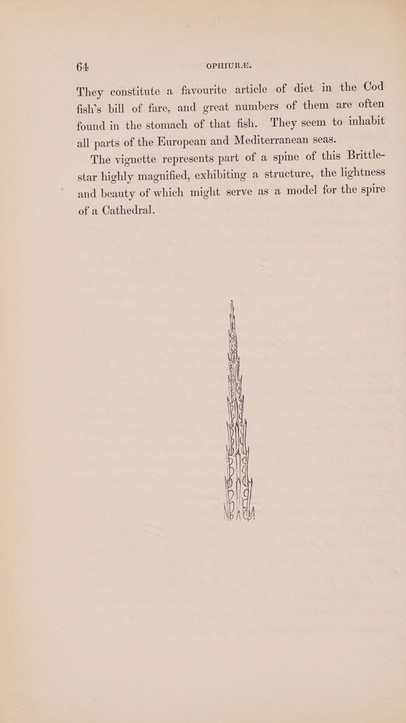 They constitute a favourite article of diet in the Cod fish’s bill of fare, and great numbers of them are often found in the stomach of that fish. They seem to inhabit all parts of the Huropean and Mediterranean seas. The vignette represents part of a spine of this Brittle- star highly magnified, exhibitmg a structure, the lightness and beauty of which might serve as a model for the spire of a Cathedral.
