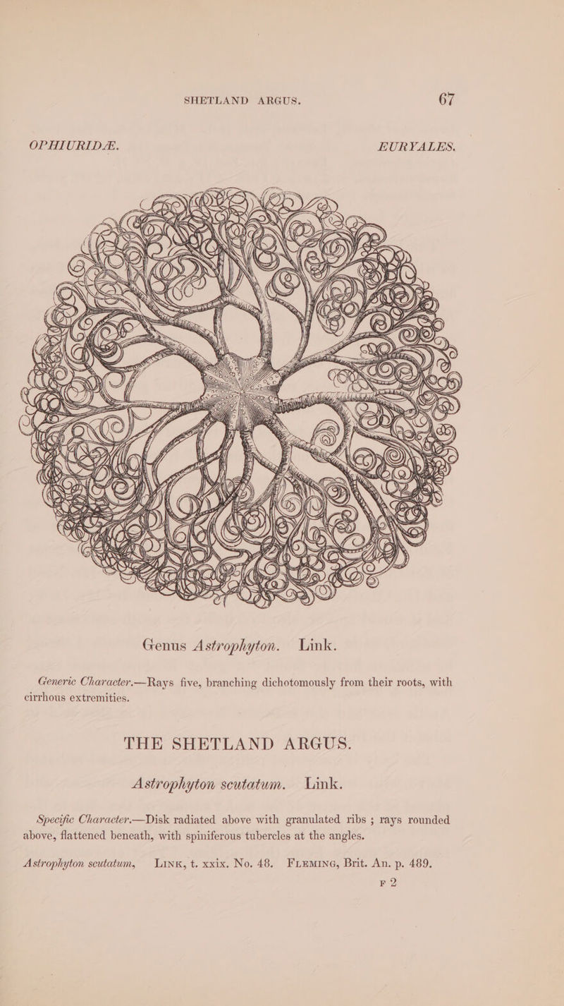OPHIURIDL. EURYVALES. Generic Character.—Rays five, branching dichotomously from their roots, with cirrhous extremities. THE SHETLAND ARGUS. Astrophyton scutatum. Link. Specific Character.—Disk radiated above with granulated ribs ; rays rounded above, flattened beneath, with spiniferous tubercles at the angles. Astrophyton scutatum, Link, t. xxix. No. 48. FLEmine, Brit. An. p. 489. F 2