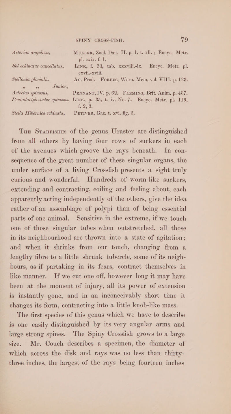 Asterias angulosa, Mutter, Zool. Dan. II. p. 1, t. xli.; Encyc. Metr. pe exit Ie Sol echinatus cancellatus, Link, f. 33, tab. xxxviii.-ix. Encye. Metr. pl. CXVil.-xvill. Stellonia glacialis, Aa. Prod. Forsxrs, Wern. Mem. vol, VIII. p. 123. os A Junior, Asterias spinosus, PENNANT, IV. p. 62. FrLEmine, Brit. Anim. p. 487. Pentadactylosaster spinosus, LINK, p. 35, t. iv. No.7. Encye. Metr. pl. 119, £ 2, 3 Stella Hibernica echinata, PrTiver, Gaz. t. xvi. fig. 5. Tue Srarrisues of the genus Uraster are distinguished from all others by having four rows of suckers in each of the avenues which groove the rays beneath. In con- sequence of the great number of these singular organs, the under surface of a living Crossfish presents a sight truly curious and wonderful. Hundreds of worm-like suckers, extending and contracting, coiling and feeling about, each apparently acting independently of the others, give the idea rather of an assemblage of polypi than of being essential parts of one animal. Sensitive in the extreme, if we touch one of those singular tubes when outstretched, all those in its neighbourhood are thrown into a state of agitation ; and when it shrinks from our touch, changing from a lengthy fibre to a little shrunk tubercle, some of its neigh- bours, as if partaking in its fears, contract themselves in like manner. If we cut one off, however long it may have been at the moment of injury, all its power of extension is instantly gone, and in an inconceivably short time it changes its form, contracting into a little knob-like mass. The first species of this genus which we have to describe is one easily distinguished by its very angular arms and large strong spines. The Spiny Crossfish grows to a large size. Mr. Couch describes a specimen, the diameter of which across the disk and rays was no less than thirty- three inches, the largest of the rays being fourteen inches