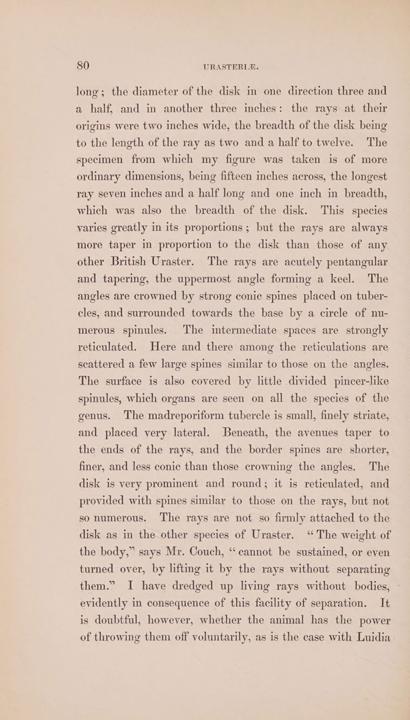 long; the diameter of the disk in one direction three and a half, and in another three inches: the rays at their origins were two inches wide, the breadth of the disk being to the length of the ray as two and a half to twelve. The specimen from which my figure was taken is of more ordinary dimensions, being fifteen inches across, the longest ray seven inches and a half long and one inch in breadth, which was also the breadth of the disk. This species varies greatly in its proportions; but the rays are always more taper in proportion to the disk than those of any other British Uraster. The rays are acutely pentangular and tapering, the uppermost angle forming a keel. The angles are crowned by strong conic spines placed on tuber- cles, and surrounded towards the base by a circle of nu- merous spinules. The intermediate spaces are strongly reticulated. Here and there among the reticulations are scattered a few large spines similar to those on the angles. The surface is also covered by little divided pincer-like spinules, which organs are seen on all the species of the genus. The madreporiform tubercle is small, finely striate, and placed very lateral. Beneath, the avenues taper to the ends of the rays, and the border spines are shorter, finer, and less conic than those crowning the angles. The disk is very prominent and round; it is reticulated, and provided with spines similar to those on the rays, but not so numerous. The rays are not so firmly attached to the disk as in the other species of Uraster. “The weight of the body,” says Mr. Couch, ‘cannot be sustained, or even turned over, by lifting it by the rays without separating them.” I have dredged up living rays without bodies, evidently in consequence of this facility of separation. It is doubtful, however, whether the animal has the power of throwing them off voluntarily, as is the case with Luidia