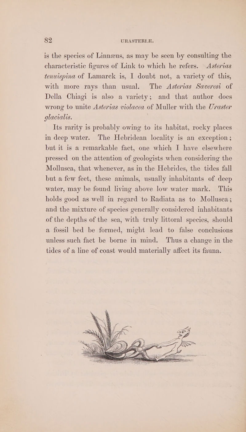 is the species of Linnzus, as may be seen by consulting the characteristic figures of Link to which he refers. Asterias tenuispina of Lamarck is, 1 doubt not, a variety of this, with more rays than usual. The Asterias Saveresi of Della Chiagi is also a variety; and that author does wrong to unite Asterias violacea of Muller with the Uraster glacialis. Its rarity is probably owing to its habitat, rocky places in deep water. The Hebridean locality is an exception ; but it is a remarkable fact, one which I have elsewhere pressed on the attention of geologists when considering the Mollusca, that whenever, as in the Hebrides, the tides fall but a few feet, these animals, usually inhabitants of deep water, may be found living above low water mark. This holds good as well in regard to Radiata as to Mollusca; and the mixture of species generally considered inhabitants of the depths of the sea, with truly littoral species, should a fossil bed be formed, might lead to false conclusions unless such fact be borne in mind. Thus a change in the tides of a line of coast would materially affect its fauna.