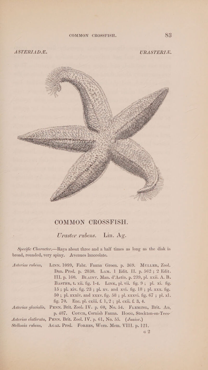 ASTERIADLE. URASTERIA, ee) eat eo “ ¥ n = *, \ ee Soe a - ! Mh ST OFT Uraster rubens. Lin. Ag. Specific Character.—Rays about three and a half times as long as the disk is broad, rounded, very spiny. Avenues lanceolate. Asterias rubens, Linn. 1099, Fabr. Fauna Groen. p. 369. Mutuzr, Zool. Dan. Prod. p. 2830. Lam. 1 Edit. II. p. 562 ; 2 Edit. III. p. 160. Brainv. Man. d’Actin. p. 239, pl. xxii. A. B. Bastar, t. xii, fig, 1-4. Link, pl. vii. fig. 9; pl. xi. fig: be pli xiy, fg. 23 ; pl. xv, and xvi. fig. 18 ; pl. xxx, fig, 50; pl. xedy. and xxxy. figy58 5. pl. xxxvi. fig. 67 ; pl. xl. fig. 70. Ene. pl. cxiiet, 1,2; pl: eat. £3, 4: Asterias glacialis, Punn. Brit. Zool. IV. p. 60, No. 54. Fuemine, Brit. An, p. 487. Coucs, Cornish Fauna. Hoae, Stockton-on-Tees: Asterias clathrata, PENN. Brit. Zool. IV. p. 61, No. 55. (Junior.) Stellonia rubens, AGAz Prod. Forsus, Wern. Mem, VIII. p. 12). G2