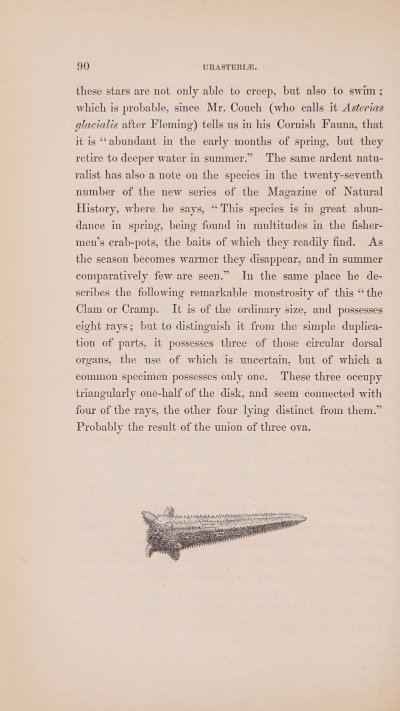 these stars are not only able to creep, but also to swim ; which is probable, smce Mr. Couch (who calls it Asterias glacialis after Fleming) tells us in his Cornish Fauna, that it is ‘‘abundant in the early months of spring, but they retire to deeper water in summer.” The same ardent natu- ralist has also a note on the species in the twenty-seventh number of the new series of the Magazine of Natural History, where he says, ‘This species is in great abun- dance in spring, bemg found in multitudes in the fisher- men’s crab-pots, the baits of which they readily find. As the season becomes warmer they disappear, and in summer comparatively few are seen.” In the same place he de- scribes the following remarkable monstrosity of this ‘“ the Clam or Cramp. It is of the ordinary size, and possesses eight rays; but to distinguish it from the simple duplica- tion of parts, it possesses three of those circular dorsal organs, the use of which is uncertain, but of which a common specimen possesses only one. These three occupy triangularly one-half of the disk, and seem connected with four of the rays, the other four lyimg distinct from them.” Probably the result of the union of three ova.