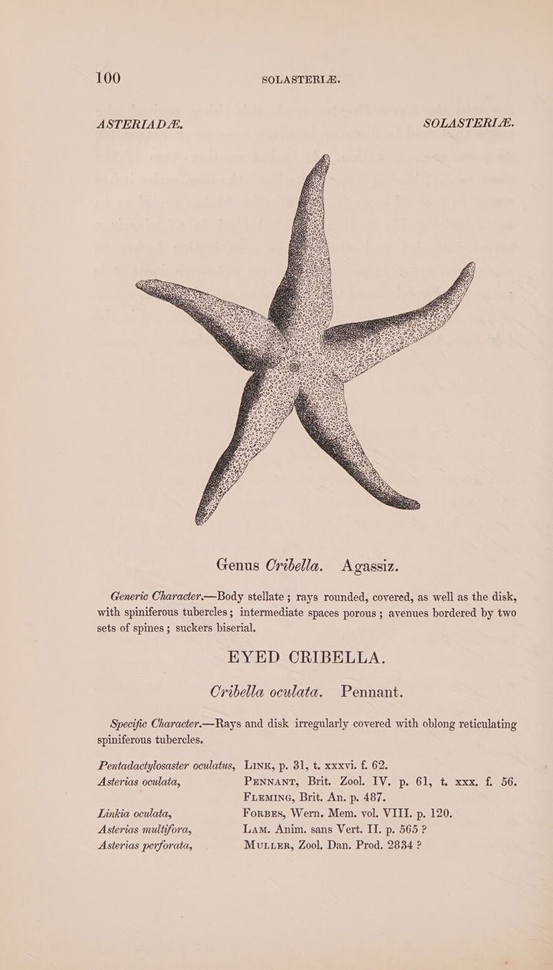 ASTERIADE. SOLASTERI. Generic Character.—Body stellate ; rays rounded, covered, as well as the disk, with spiniferous tubercles; intermediate spaces porous ; avenues bordered by two sets of spines ; suckers biserial. EYED CRIBELLA. Cribella oculata. Pennant. Specific Character.—Rays and disk irregularly covered with oblong reticulating spiniferous tubercles. Pentadactylosaster oculatus, Linx, p. 31, t. xxxvi. f. 62. Asterias oculata, PENNANT, Brit. Zool. IV. p. 61, t. xxx. f. 56. FLEMING, Brit. An. p. 487. Linkia oculata, Fores, Wern. Mem. vol. VIII. p. 120. Asterias multifora, Lam. Anim. sans Vert. IT. p. 565 ? Asterias perforata, Mu.veEr, Zool, Dan. Prod. 2834 ?
