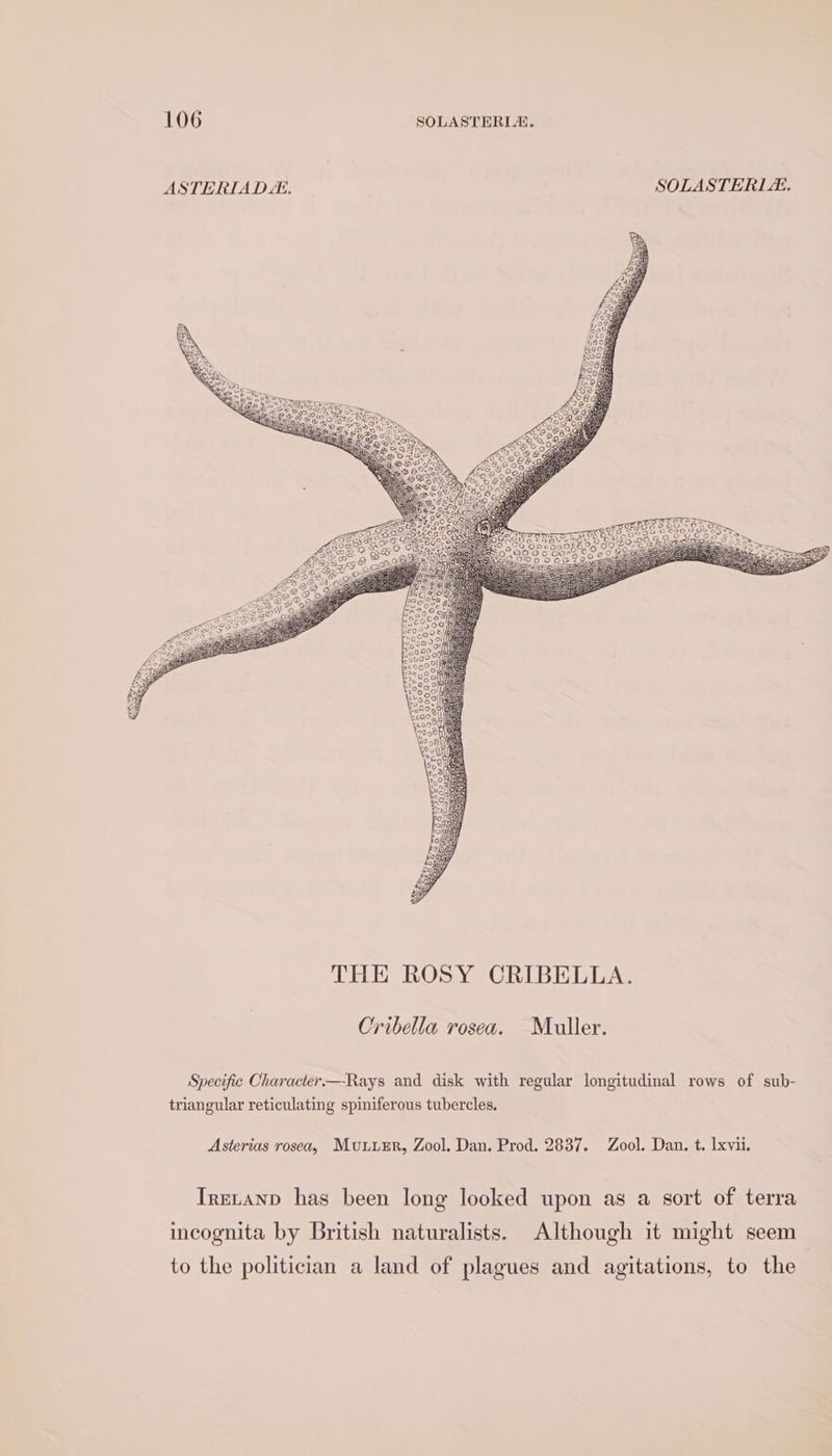 THE ROS YoeCRIBE TAA Cribella rosea. Muller. Specific Character—Rays and disk with regular longitudinal rows of sub- triangular reticulating spiniferous tubercles. Asterias rosea, Muturr, Zool. Dan. Prod. 2837. Zool. Dan. t. lxvii. Iretanp has been long looked upon as a sort of terra incognita by British naturalists. Although it might seem to the politician a land of plagues and agitations, to the