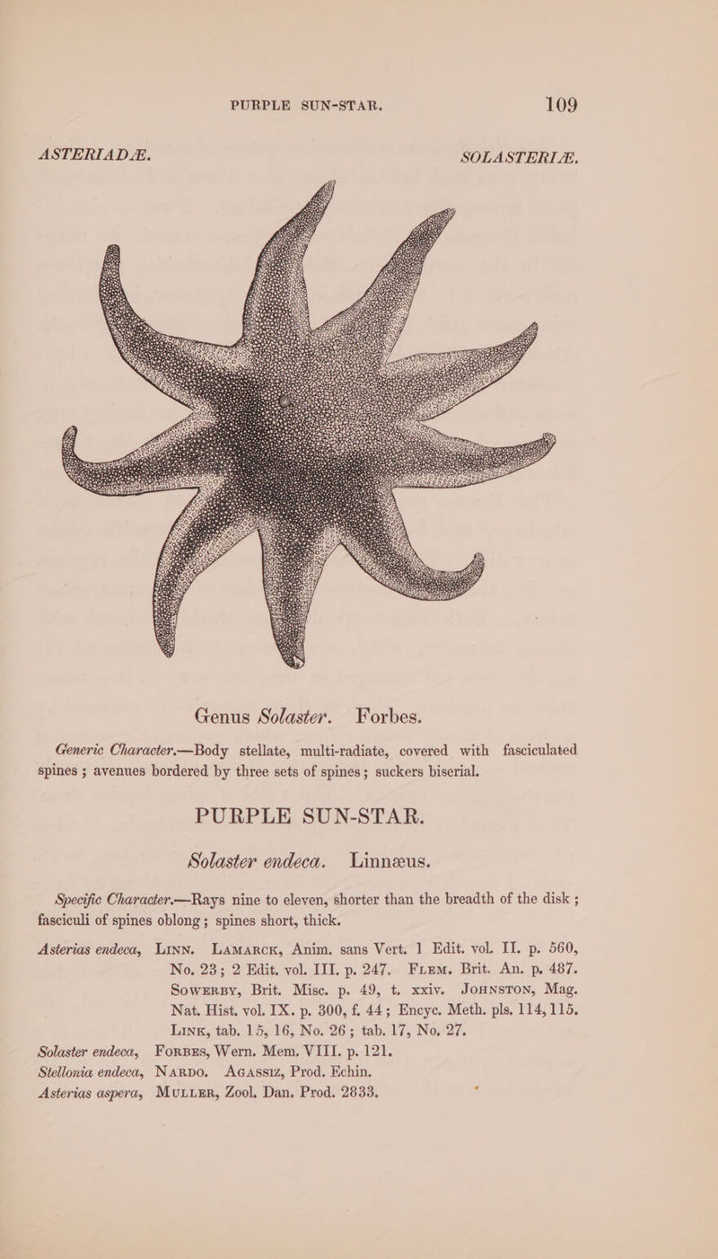 ASTERIAD. SOLASTERLZ., Generic Character.—Body stellate, multi-radiate, covered with fasciculated spines ; avenues bordered by three sets of spines; suckers biserial. PURPLE SUN-STAR. Solaster endeca. Uinneus. Specific Character.—Rays nine to eleven, shorter than the breadth of the disk ; fasciculi of spines oblong; spines short, thick. Asterias endeca, Linn. LAmaArcx, Anim. sans Vert. ] Edit. vol, II. p. 560, No. 23; 2 Edit, vol. III. p. 247. Firm. Brit. An. p, 487. Sowrrsy, Brit. Misc. p. 49, t. xxiv. JOHNSTON, Mag. Nat. Hist. vol. IX. p. 300, f. 44; Encyc. Meth. pls, 114,115. Linx, tab. 15, 16, No. 26; tab. 17, No. 27. Solaster endeca, Forsus, Wern. Mem. VIII. p. 121. Stellonia endeca, Narpo. AGaAssiz, Prod. Kehin. Asterias aspera, Muse, Zool, Dan. Prod. 2833. :