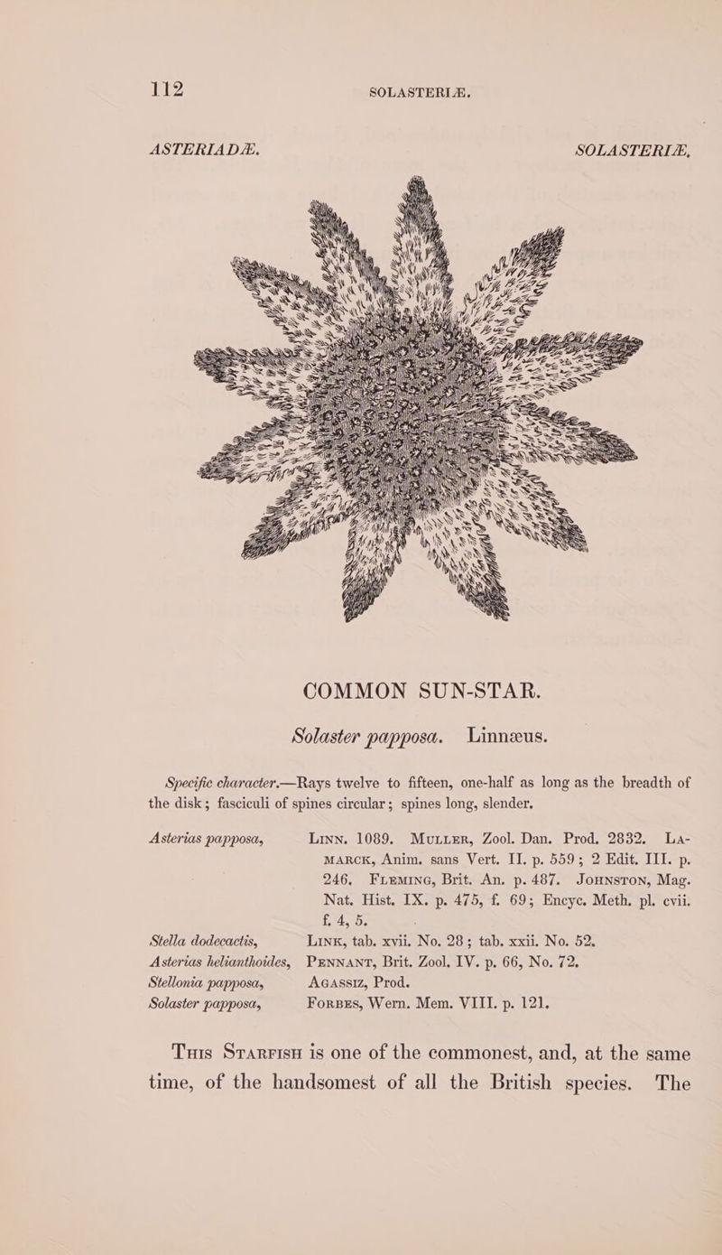 ASTERIAD. SOLASTERLE, le y A Y / 0 ae Ny ) : SAN! hy es Z : acne Ne S Zs SSN Ate bi. a SS Ss ze = AX, HO) aise a. Se Me oe a 1 ; ae its ! Se 4 ie Alt LEGO, fee C ak ans AZ ae = i ie Z a SE - 5 - . oes a oe a= ——&gt; SAS eon ee Bes Sac LAMAR eS eS ae = ae ARTEL ( SNS Giant ns NCE a Mn \\s COMMON SUN-STAR. Solaster papposa. Linneeus. Specific character.—Rays twelve to fifteen, one-half as long as the breadth of the disk; fasciculi of spines circular; spines long, slender. Asterias papposa, Linn. 1089. Mutuisr, Zool. Dan. Prod. 2832. La- MARCK, Anim. sans Vert. II. p. 559; 2 Edit. III. p. 246. Fremine, Brit. An. p. 487. Jounsron, Mag. Nat. Hist. IX. p. 475, f. 69; Encye. Meth. pl. cvii. f, 4, 5. Stella dodecactis, Link, tab. xvii. No. 28; tab. xxii. No. 52. Asterias helianthoides, PENNANT, Brit. Zool. IV. p. 66, No. 72. Stellonia papposa, AaGassiz, Prod. Solaster papposa, Forses, Wern. Mem. VIII. p. 121. Tris STARFISH is one of the commonest, and, at the same time, of the handsomest of all the British species. The