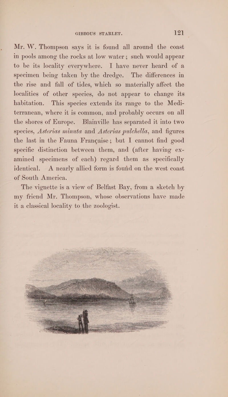 Mr. W. Thompson says it is found all around the coast in pools among the rocks at low water; such would appear to be its locality everywhere. I have never heard of a specimen being taken by the dredge. The differences in the rise and fall of tides, which so materially affect the localities of other species, do not appear to change its habitation. This species extends its range to the Medi- terranean, where it is common, and probably occurs on all the shores of Europe. Blainville has separated it into two species, Asterias minuta and Asterias pulchella, and figures the last in the Fauna Francaise; but I cannot find good specific distinction between them, and (after having ex- amined specimens of each) regard them as _ specifically identical. A nearly allied form is found on the west coast of South America. The vignette is a view of Belfast Bay, from a sketch by my friend Mr. Thompson, whose observations have made it a classical locality to the zoologist.