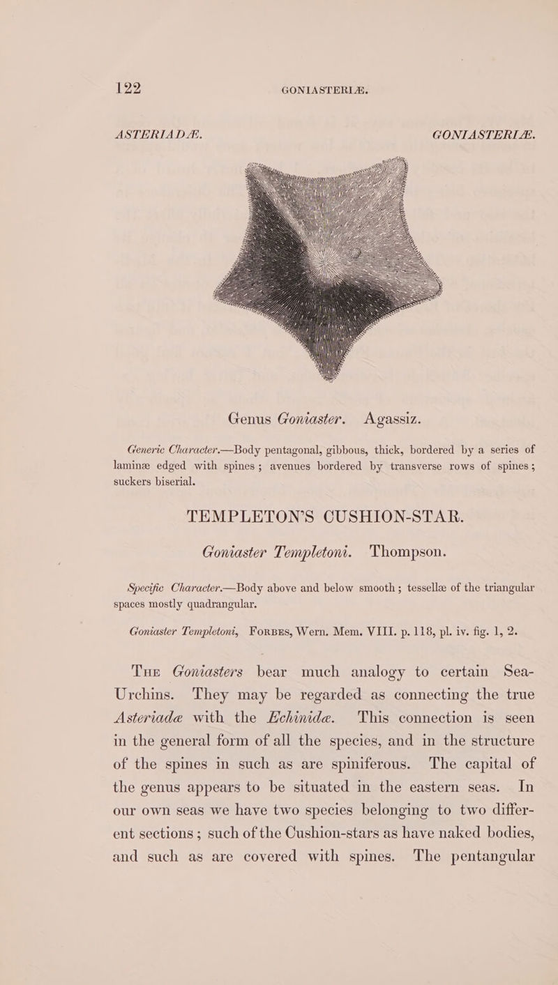 ASTERIAD. GONTASTERIE. Generic Character.—Body pentagonal, gibbous, thick, bordered by a series of laminze edged with spines; avenues bordered by transverse rows of spines ; suckers biserial. TEMPLETON’S CUSHION-STAR. Goniaster Templetoni. ‘Thompson. Specific Character.—Body above and below smooth; tessellze of the triangular spaces mostly quadrangular. Goniaster Templetoni, Forsrs, Wern. Mem. VIII. p. 118, pl. iv. fig. 1, 2. Tue Goniasters bear much analogy to certain Sea- Urchins. They may be regarded as connecting the true Asteriade with the EHehinide. This connection is seen in the general form of all the species, and in the structure of the spies in such as are spiniferous. The capital of the genus appears to be situated in the eastern seas. In our own seas we have two species belonging to two differ- ent sections ; such of the Cushion-stars as have naked bodies, and such as are covered with spines. The pentangular
