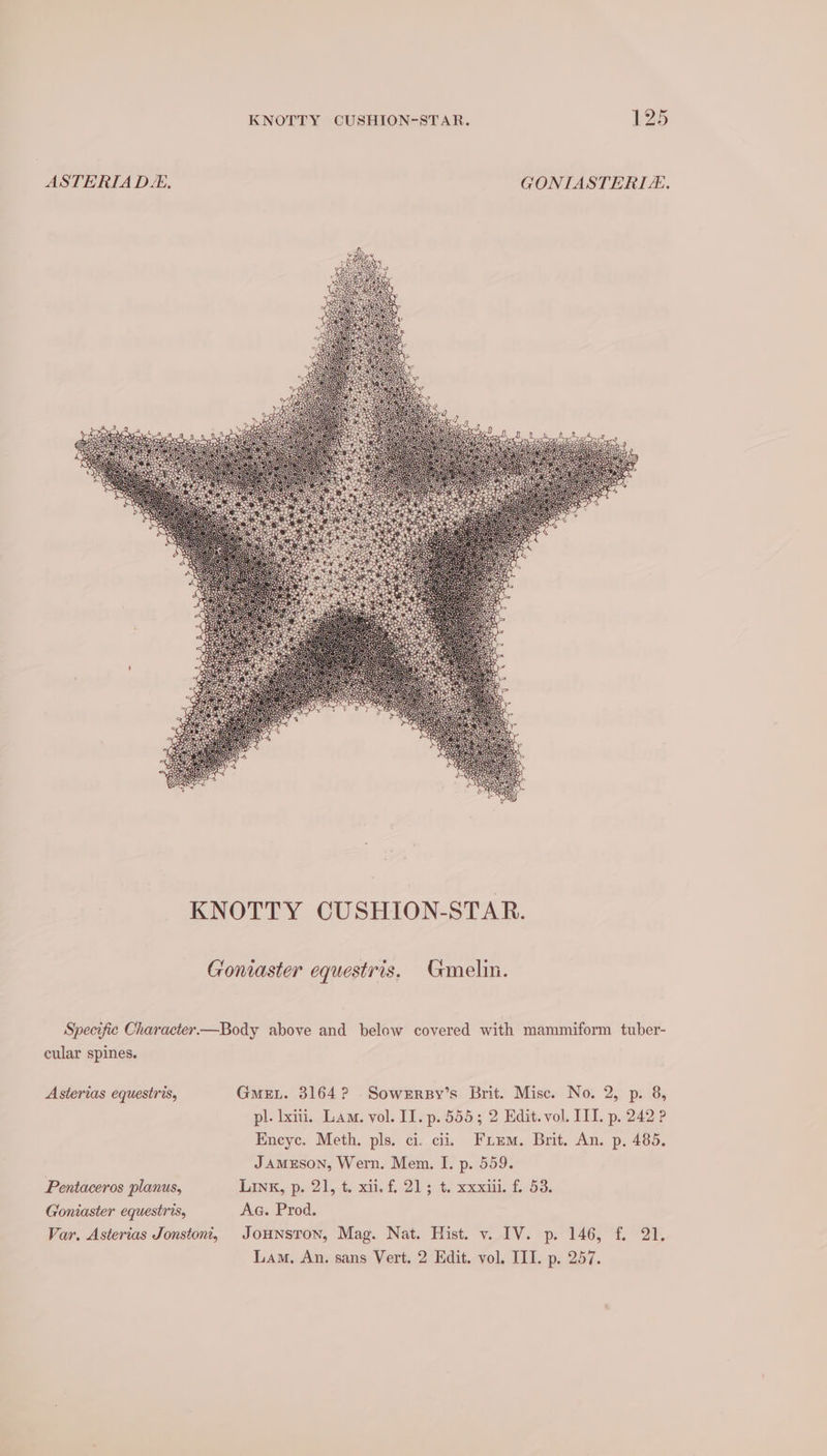 ASTERIA DZ. GONIASTERIA. Goniaster equestris. Gmelin. Specific Character—Body above and below covered with mammiform tuber- cular spines. Asterias equestris, GmeEL. 3164? Sowexrsy’s Brit. Misc. No. 2, p. 8, pl. xiii. Lam. vol. II. p. 555; 2 Edit. vol. ITI. p. 242 ? Encyc. Meth. pls. ci. cii. Friem. Brit. An. p, 485. Jameson, Wern. Mem. I. p. 559. Pentaceros planus, LINK, ps 21, 4. xi. £21: ¢) xxxiii: £53. Aa. Prod. Goniaster equestris, Var. Asterias Jonstoni, Jounstron, Mag. Nat. Hist. v. IV. p. 146, f. 21. Lam. An. sans Vert. 2 Edit. vol. III. p. 257.