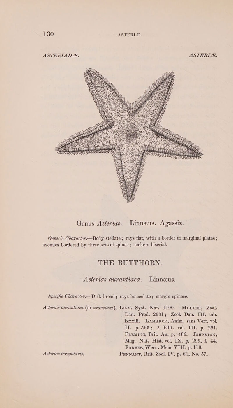 ASTERIAD LE. ASTERIZE. A oe Ree oS ay att o4P30°8 Po. 2 ine Gul 00% 1a AS yes Oe es aa Ny bate Generic Character.—Body stellate; rays flat, with a border of marginal plates ; avenues bordered by three sets of spines; suckers biserial. THE BUTTHORN. Asterias aurantiaca. Linneus. Specific Character.—Disk broad ; rays lanceolate ; margin spinose. Asterias aurantiaca (or aranciaca), Linn. Syst. Nat. 1100. Muir, Zool. Dan. Prod. 2831; Zool. Dan. III. tab. lxxxiii, Lamarck, Anim. sans Vert. vol. Lisp. obo; 2 (Pdi vol lis pa oke FLEMING, Brit. An. p. 486. JOHNSTON, Mag. Nat. Hist. vol. IX. p. 299, f. 44. Forzes, Wern. Mem. VIII. p. 118. Asterias irregularis, PENNANT, Brit. Zool. IV. p. 61, No. 57.