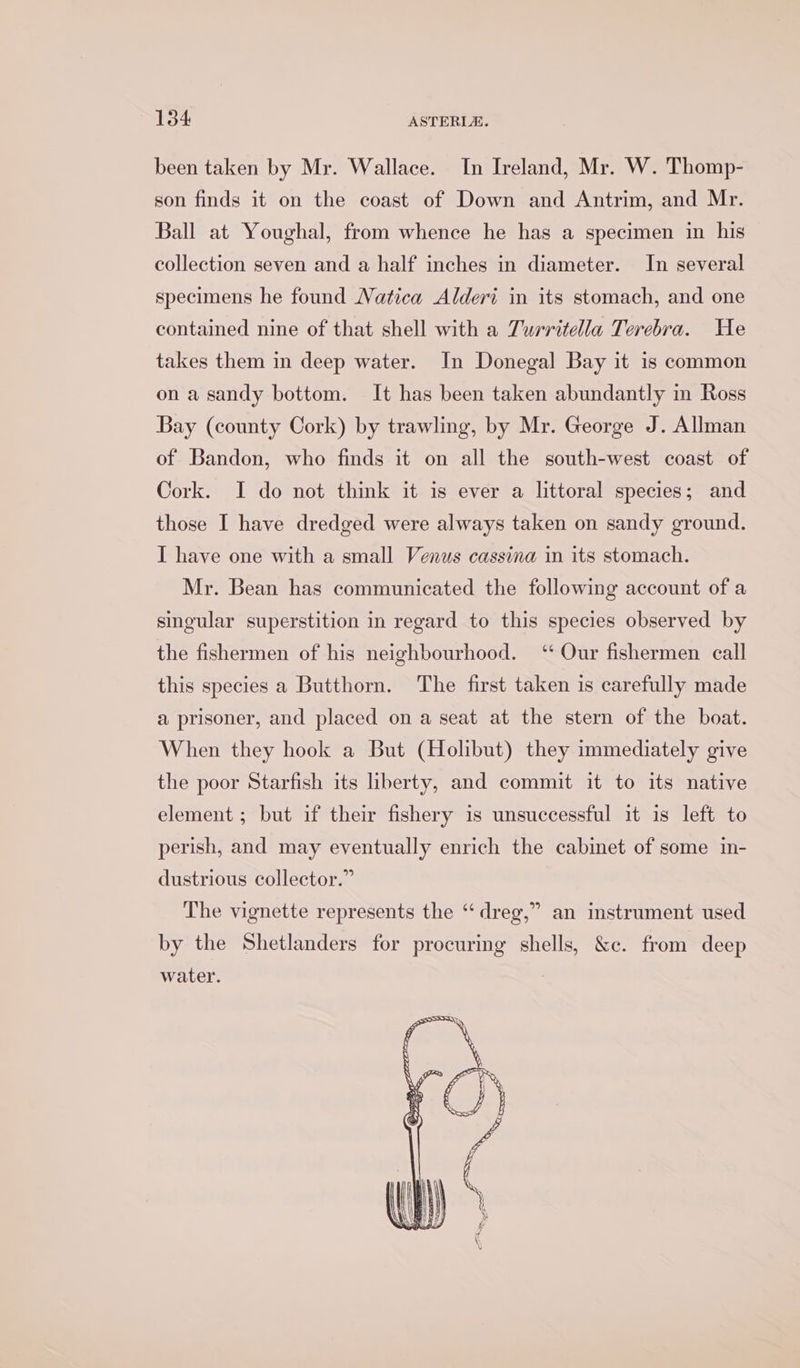 been taken by Mr. Wallace. In Ireland, Mr. W. Thomp- son finds it on the coast of Down and Antrim, and Mr. Ball at Youghal, from whence he has a specimen in his collection seven and a half inches in diameter. In several specimens he found Natica Alderi in its stomach, and one contained nine of that shell with a Turritella Terebra. He takes them in deep water. In Donegal Bay it is common on a sandy bottom. It has been taken abundantly in Ross Bay (county Cork) by trawling, by Mr. George J. Allman of Bandon, who finds it on all the south-west coast of Cork. I do not think it is ever a littoral species; and those I have dredged were always taken on sandy ground. I have one with a small Venus cassina in its stomach. Mr. Bean has communicated the following account of a singular superstition in regard to this species observed by the fishermen of his neighbourhood. ‘“ Our fishermen call this species a Butthorn. The first taken is carefully made a prisoner, and placed on a seat at the stern of the boat. When they hook a But (Holibut) they immediately give the poor Starfish its liberty, and commit it to its native element ; but if their fishery is unsuccessful it is left to perish, and may eventually enrich the cabinet of some in- dustrious collector.” The vignette represents the “‘dreg,” an instrument used by the Shetlanders for procuring shells, &amp;c. from deep water.