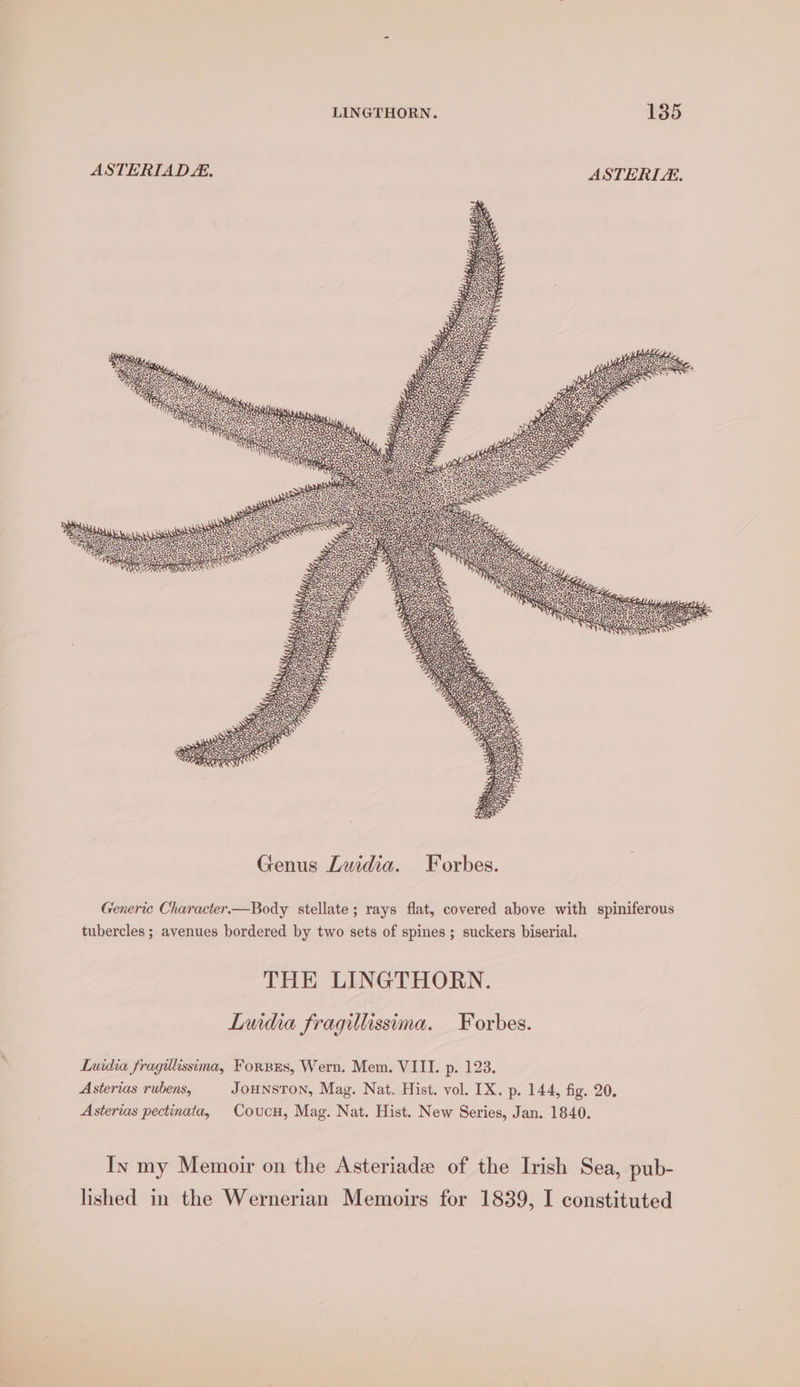 ASTERIAD. ASTERIE. 25, PE yy. ae 2 Genus Luidia. Forbes. Generic Character.—Body stellate; rays flat, covered above with spiniferous tubercles ; avenues bordered by two sets of spines; suckers biserial. THE LINGTHORN. Luidia fragillissima. Forbes. Luidia fragillissima, Forsus, Wern. Mem. VIII. p. 123. Asterias rubens, JoHNSTON, Mag. Nat. Hist. vol. IX. p. 144, fig. 20. Asterias pectinata, Coucu, Mag. Nat. Hist. New Series, Jan. 1840. Iv my Memoir on the Asteriade of the Irish Sea, pub- lished in the Wernerian Memoirs for 1839, I constituted