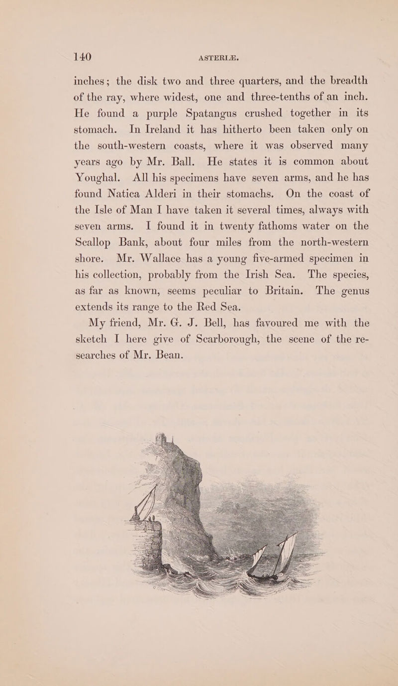inches; the disk two and three quarters, and the breadth of the ray, where widest, one and three-tenths of an inch. He found a purple Spatangus crushed together in its stomach. In Ireland it has hitherto been taken only on the south-western coasts, where it was observed many years ago by Mr. Ball. He states it 1s common about Youghal. All his specimens have seven arms, and he has found Natica Alderi in their stomachs. On the coast of the Isle of Man I have taken it several times, always with seven arms. I found it in twenty fathoms water on the Scallop Bank, about four miles from the north-western shore. Mr. Wallace has a young five-armed specimen in his collection, probably from the Irish Sea. The species, as far as known, seems peculiar to Britain. The genus extends its range to the Red Sea. My friend, Mr. G. J. Bell, has favoured me with the sketch I here give of Scarborough, the scene of the re- searches of Mr. Bean.