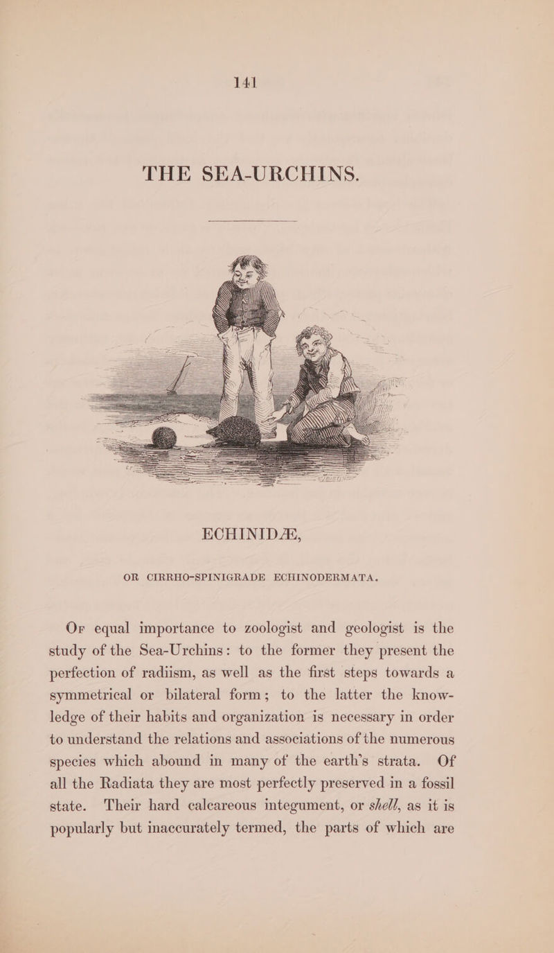 THE SEA-URCHINS. OR CIRRHO-SPINIGRADE ECHINODERMATA. Or equal importance to zoologist and geologist is the study of the Sea-Urchins: to the former they present the perfection of radiism, as well as the first steps towards a symmetrical or bilateral form; to the latter the know- ledge of their habits and organization is necessary in order to understand the relations and associations of the numerous species which abound in many of the earth’s strata. Of all the Radiata they are most perfectly preserved in a fossil state. Their hard calcareous integument, or shell, as it is popularly but inaccurately termed, the parts of which are