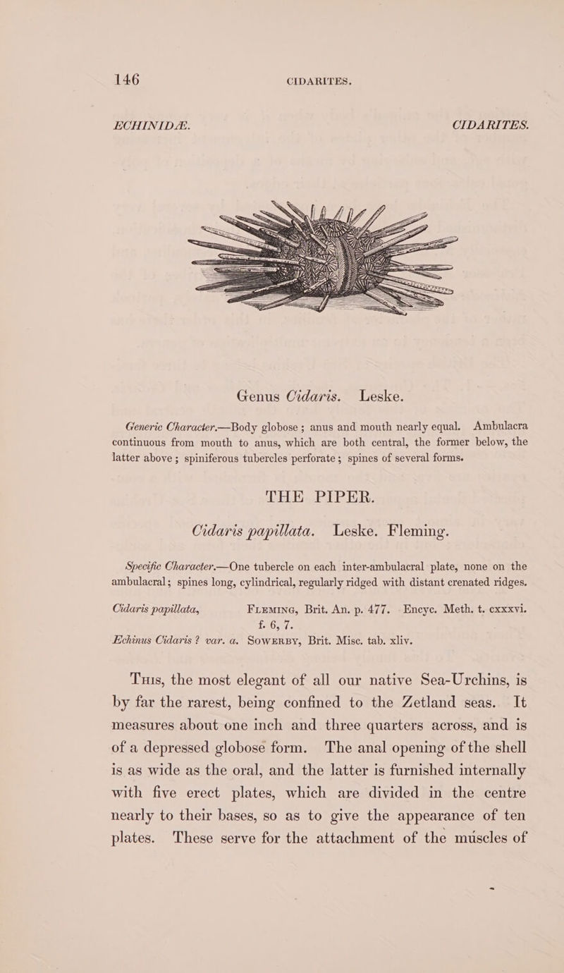 ECHINIDE. CIDARITES. Generic Character.—Body globose ; anus and mouth nearly equal. Ambulacra continuous from mouth to anus, which are both central, the former below, the latter above ; spiniferous tubercles perforate ; spines of several forms. THE PIPER. Cidaris papillata. Leske. Fleming. Specific Character.—One tubercle on each inter-ambulacral plate, none on the ambulacral; spines long, cylindrical, regularly ridged with distant crenated ridges. Cidaris papillata, Fiemine, Brit. An. p. 477. -Encyc. Meth. t. exxxvi. 100 vs Echinus Cidaris ? var. a. SowERBY, Brit. Misc. tab. xliv. Tus, the most elegant of all our native Sea-Urchins, is by far the rarest, being confined to the Zetland seas. It measures about one inch and three quarters across, and is of a depressed globose form. The anal opening of the shell is as wide as the oral, and the latter is furnished internally with five erect plates, which are divided in the centre nearly to their bases, so as to give the appearance of ten plates. These serve for the attachment of the muscles of