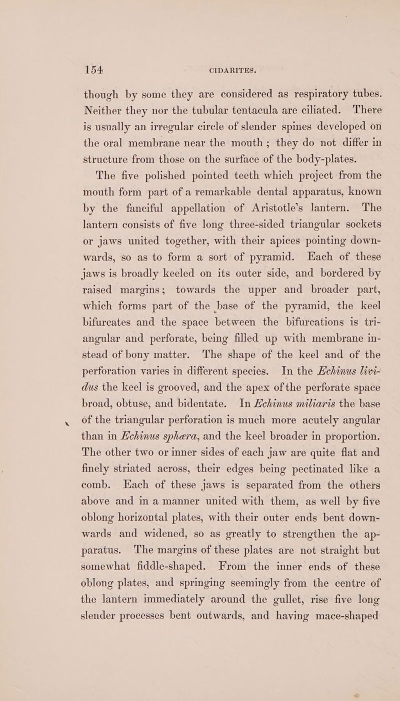 though by some they are considered as respiratory tubes. Neither they nor the tubular tentacula are ciliated. There is usually an irregular circle of slender spies developed on the oral membrane near the mouth; they do not differ in structure from those on the surface of the body-plates. The five polished pointed teeth which project from the mouth form part of a remarkable dental apparatus, known by the fanciful appellation of Aristotle’s lantern. The lantern consists of five long three-sided triangular sockets or jaws united together, with their apices pointing down- wards, so as to form a sort of pyramid. Each of these jaws is broadly keeled on its outer side, and bordered by raised margins; towards the upper and broader part, which forms part of the base of the pyramid, the keel bifureates and the space between the bifurcations is tri- angular and perforate, being filled up with membrane in- stead of bony matter. ‘The shape of the keel and of the perforation varies in different species. In the Hchinus livi- dus the keel is grooved, and the apex of the perforate space broad, obtuse, and bidentate. In Hchinus miliaris the base of the triangular perforation is much more acutely angular than in Hchinus sphera, and the keel broader in proportion. The other two or inner sides of each jaw are quite flat and finely striated across, their edges being pectinated like a comb. Each of these jaws is separated from the others above and mamanner united with them, as well by five oblong horizontal plates, with their outer ends bent down- wards and widened, so as greatly to strengthen the ap- paratus. The margins of these plates are not straight but somewhat fiddle-shaped. From the inner ends of these oblong plates, and springing seemingly from the centre of the lantern immediately around the gullet, rise five long slender processes bent outwards, and having mace-shaped