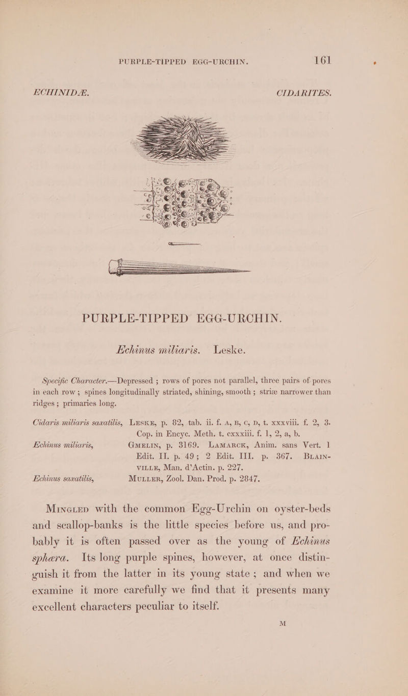 ECHINIDE. CIDARITES. PURPLE-TIPPED EGG-URCHIN. Echinus miliaris. Leske. Specific Character.—Depressed ; rows of pores not parallel, three pairs of pores in each row; spines longitudinally striated, shining, smooth ; striz narrower than ridges ; primaries long. Cidaris miliaris saxatilis, Lusk, p. 82, tab. i. f. A, B, C, D, t. xxxvill. f. 2, 3. Cop. in Encyc. Meth. t. exxxiu. f. 1, 2, a, b. Echinus miliaris, GMELIN, p. 3169. Lamarck, Anim. sans Vert. 1 Edit. II. p. 49; 2 Edit. III. p. 367. Buain- VILLE, Man. d’Actin. p. 227. Echinus sawxatilis, Muttsr, Zool. Dan. Prod. p. 2847. Minerep with the common Egg-Urchin on oyster-beds and scallop-banks is the little species before us, and pro- bably it is often passed over as the young of Hehinus sphera. Its long purple spines, however, at once distin- - guish it from the latter in its young state; and when we examine it more carefully we find that it presents many excellent characters peculiar to itself. M