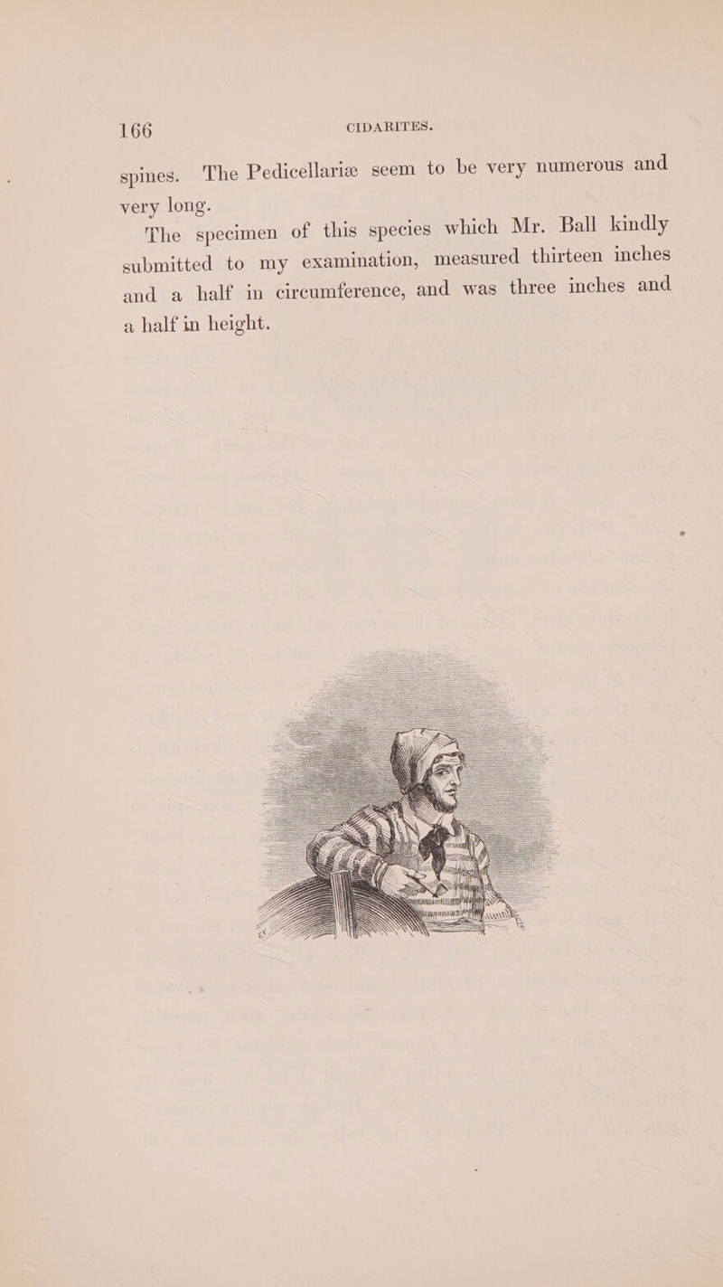 spines. ‘The Pedicellarize seem to be very numerous and very long. The specimen of this species which Mr. Ball kindly submitted to my examination, measured thirteen inches and a half in circumference, and was three inches and a half in height. aU hy \ Saal sat ii : gy ee IM NOS SSS EF ————— ae Ne