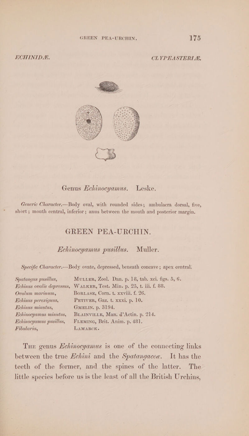 ECHINIDE. CLYPEASTERLA. Genus Hehinocyamus. Leske. Generic Character.—Body oval, with rounded sides; ambulacra dorsal, five, short ; mouth central, inferior ; anus between the mouth and posterior margin. GREEN PEA-URCHIN. Echinocyamus pusillus. Muller. Specific Character.—Body ovate, depressed, beneath concave ; apex central. Spatangus pusillus, Mutter, Zool. Dan. p. 18, tab. xci. figs. 5, 6. Echinus ovalis depressus, WALKER, Test. Min. p. 25, t. i. f. 88. Ovulum marinum, BoruAsE, Corn. t. xxviii. f. 26. Echinus pereaiguus, Prriver, Gaz. t. xxxi. p. 10. Echinus minutus, GmeELIN. p. 3194. Echinocyamus minutus, BuAINVILLE, Man. d’Actin. p. 214. Echinocyamus pusillus, |FimMine, Brit. Anim. p. 48]. Fibularia, LAMARCK. Tur genus Hchinocyamus is one of the connecting links between the true Hehint and the Spatangacee. It has the teeth of the former, and the spines of the latter. The little species before us is the least of all the British Urchins,