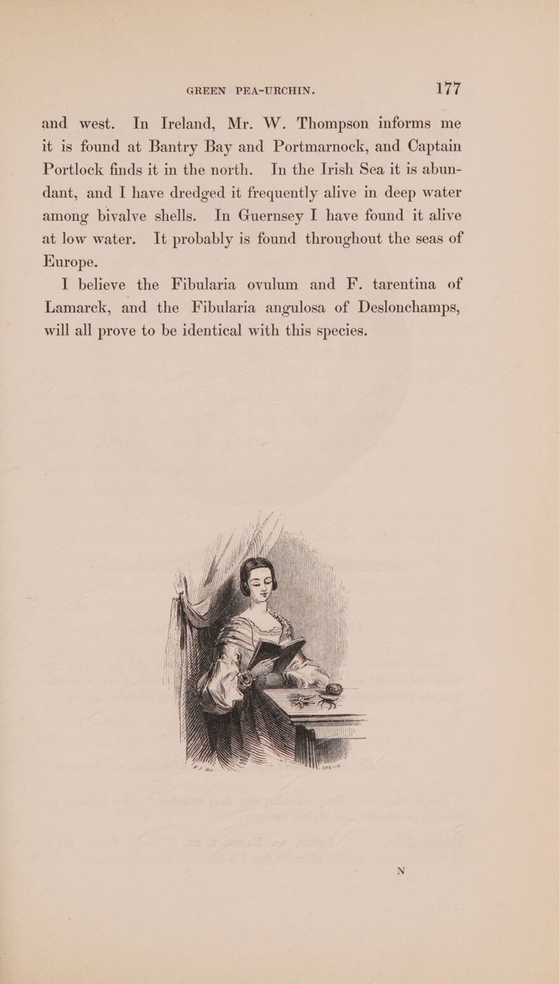 and west. In Ireland, Mr. W. Thompson informs me it is found at Bantry Bay and Portmarnock, and Captain Portlock finds it in the north. In the Irish Sea it is abun- dant, and I have dredged it frequently alive in deep water among bivalve shells. In Guernsey I have found it alive at low water. It probably is found throughout the seas of Kurope. I believe the Fibularia ovulum and F. tarentina of Lamarck, and the Fibularia angulosa of Deslonchamps, will all prove to be identical with this species.