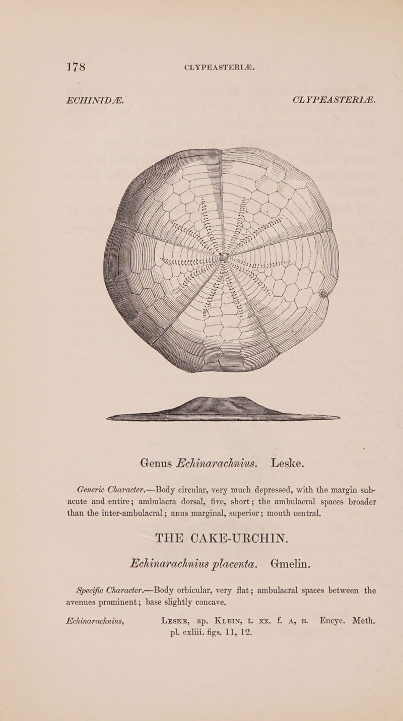 ECHINIDL. CLYPEASTERLE. pe: _ 1 ok Ui Uy Genus Lchinarachnius. Leske. Generic Character.—Body circular, very much depressed, with the margin sub- acute and entire; ambulacra dorsal, five, short; the ambulacral spaces broader than the inter-ambulacral ; anus marginal, superior; mouth central. THE CAKE-URCHIN. Echinarachnius placenta. Gmelin. Specific Character.—Body orbicular, very flat; ambulacral spaces between the avenues prominent; base slightly concave. Echinarachnius, LEsKE, ap. KLEIN, t. xx. f. A, B. Encyc. Meth. pl. exhii. figs. 11, 12.
