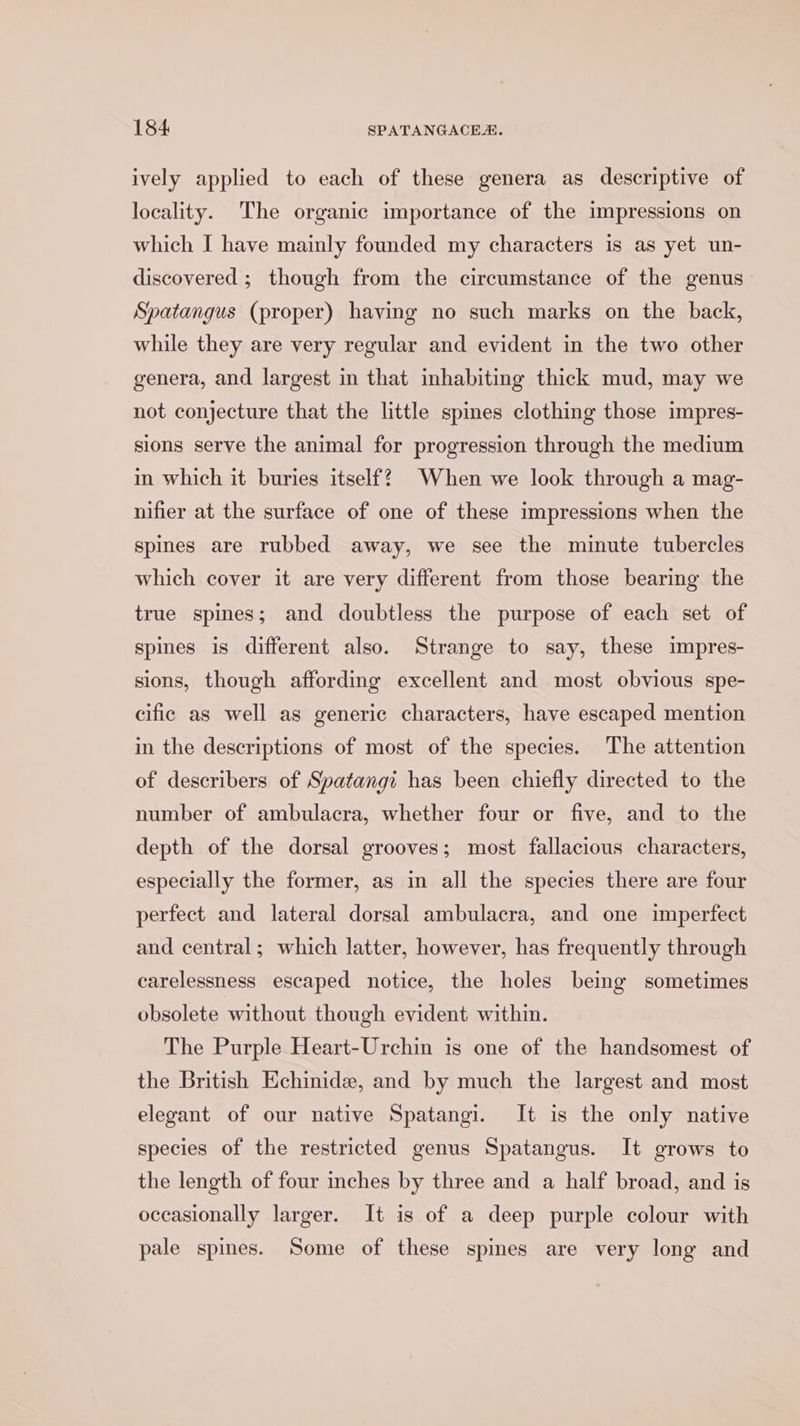 ively applied to each of these genera as descriptive of locality. The organic importance of the impressions on which I have mainly founded my characters is as yet un- discovered ; though from the circumstance of the genus Spatangus (proper) having no such marks on the back, while they are very regular and evident in the two other genera, and largest in that inhabiting thick mud, may we not conjecture that the little spines clothing those impres- sions serve the animal for progression through the medium in which it buries itself? When we look through a mag- nifier at the surface of one of these impressions when the spines are rubbed away, we see the minute tubercles which cover it are very different from those bearing the true spmes; and doubtless the purpose of each set of spines is different also. Strange to say, these impres- sions, though affording excellent and most obvious spe- cific as well as generic characters, have escaped mention in the descriptions of most of the species. The attention of describers of Spatangi has been chiefly directed to the number of ambulacra, whether four or five, and to the depth of the dorsal grooves; most fallacious characters, especially the former, as in all the species there are four perfect and lateral dorsal ambulacra, and one imperfect and central; which latter, however, has frequently through carelessness escaped notice, the holes being sometimes obsolete without though evident within. The Purple Heart-Urchin is one of the handsomest of the British Echinide, and by much the largest and most elegant of our native Spatangi. It is the only native species of the restricted genus Spatangus. It grows to the length of four inches by three and a half broad, and is occasionally larger. It is of a deep purple colour with pale spines. Some of these spines are very long and