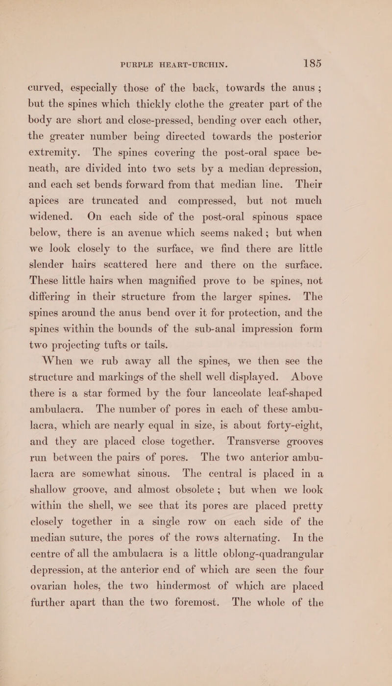 curved, especially those of the back, towards the anus ; but the spines which thickly clothe the greater part of the body are short and close-pressed, bending over each other, the greater number being directed towards the posterior extremity. The spines covering the post-oral space be- neath, are divided into two sets by a median depression, and each set bends forward from that median line. Their apices are truncated and compressed, but not much widened. On each side of the post-oral spimous space below, there is an avenue which seems naked; but when we look closely to the surface, we find there are little slender hairs scattered here and there on the surface. These little hairs when magnified prove to be spines, not differing in their structure from the larger spines. The spines around the anus bend over it for protection, and the spines within the bounds of the sub-anal impression form two projecting tufts or tails. When we rub away all the spines, we then see the structure and markings of the shell well displayed. Above there is a star formed by the four lanceolate leaf-shaped ambulacra. The number of pores in each of these ambu- lacra, which are nearly equal im size, is about forty-eight, and they are placed close together. Transverse grooves run between the pairs of pores. The two anterior ambu- lacra are somewhat sinous. The central is placed in a shallow groove, and almost obsolete; but when we look within the shell, we see that its pores are placed pretty closely together in a single row on each side of the median suture, the pores of the rows alternating. In the centre of all the ambulacra is a little oblong-quadrangular depression, at the anterior end of which are seen the four ovarian holes, the two hindermost of which are placed further apart than the two foremost. The whole of the