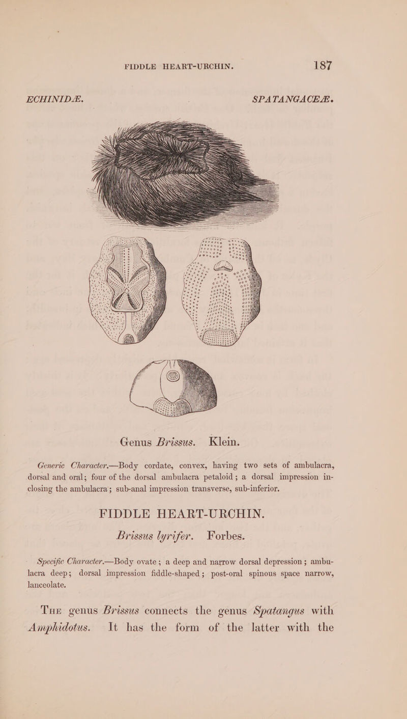 ECHINID. SPATANGACELE. Generic Character.—Body cordate, convex, having two sets of ambulacra, dorsal and oral; four of the dorsal ambulacra petaloid; a dorsal impression in- closing the ambulacra; sub-anal impression transverse, sub-inferior. FIDDLE HEART-URCHIN. Lrissus lyrifer. Forbes. Specific Character.—Body ovate ; a deep and narrow dorsal depression ; ambu- lacra deep; dorsal impression fiddle-shaped; post-oral spinous space narrow, lanceolate. Tue genus Brissus connects the genus Spatangus with Amphidotus. It has the form of the latter with the