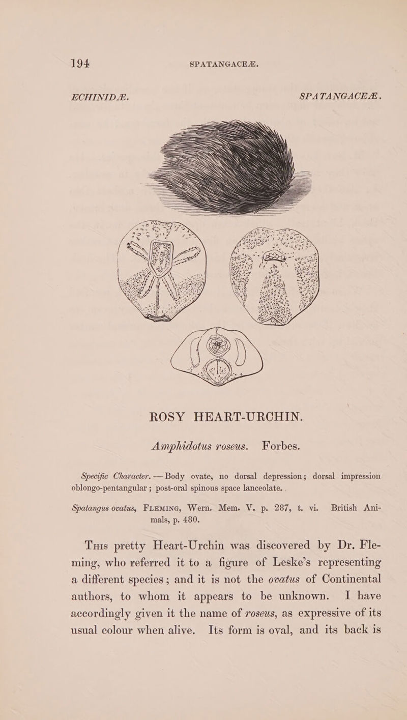 ECHINID. SPATANGACE. Amphidotus roseus. Forbes. Specific Character. — Body ovate, no dorsal depression; dorsal impression oblongo-pentangular ; post-oral spinous space lanceolate. . Spatangus ovatus, FLEMING, Wern. Mem. V. p. 287, t. vi. British Ani- mals, p. 480. Tus pretty Heart-Urchin was discovered by Dr. Fle- ming, who referred it to a figure of Leske’s representing a different species; and it is not the ovatus of Continental authors, to whom it appears to be unknown. I have accordingly given it the name of rosews, as expressive of its usual colour when alive. Its form is oval, and its back is