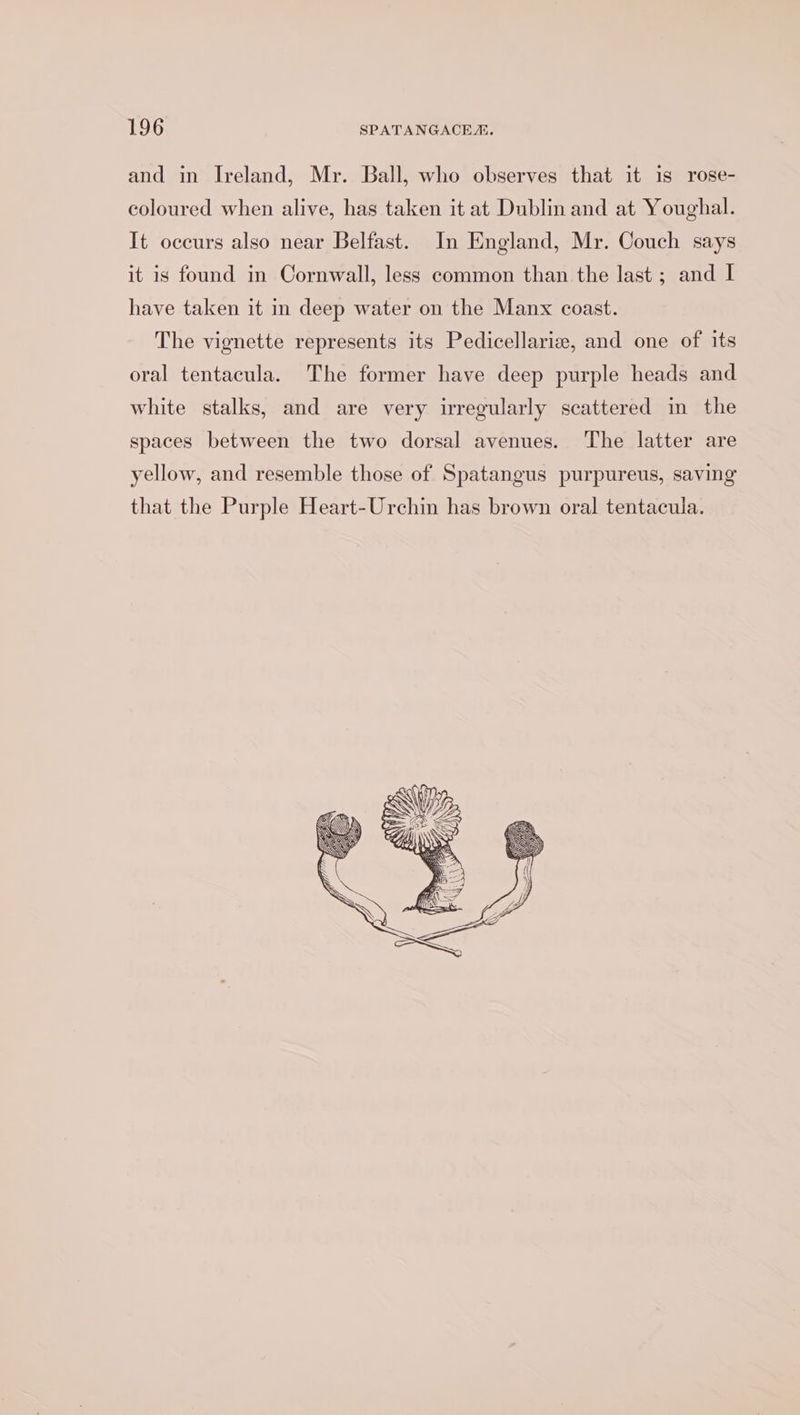 and in Ireland, Mr. Ball, who observes that it is rose- coloured when alive, has taken it at Dublin and at Youghal. It occurs also near Belfast. In England, Mr. Couch says it is found in Cornwall, less common than the last ; and I have taken it in deep water on the Manx coast. The vignette represents its Pedicellariz, and one of its oral tentacula. The former have deep purple heads and white stalks, and are very irregularly scattered in the spaces between the two dorsal avenues. The latter are yellow, and resemble those of Spatangus purpureus, saving that the Purple Heart-Urchm has brown oral tentacula.