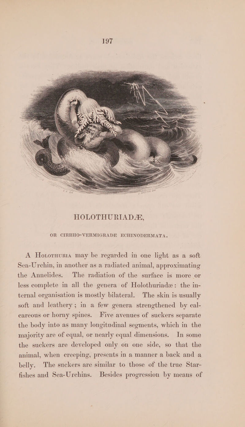 OR CIRRHO-VERMIGRADE ECHINODERMATA. A Hotornurta may be regarded in one light as a soft Sea-Urchin, in another as a radiated animal, approximating the Annelides. The radiation of the surface is more or less complete in all the genera of Holothuriade: the in- ternal organisation is mostly bilateral. The skin is usually soft and leathery ; in a few genera strengthened by cal- careous or horny spines. Five avenues of suckers separate the body into as many longitudinal segments, which in the majority are of equal, or nearly equal dimensions. In some the suckers are developed only on one side, so that the animal, when creeping, presents in a manner a back and a belly. The suckers are similar to those of the true Star- fishes and Sea-Urchins. Besides progression by means of