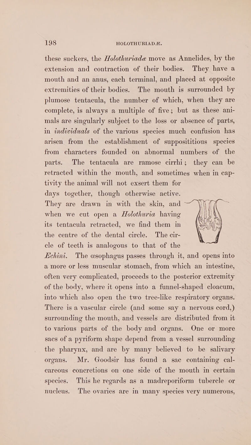 these suckers, the Holothuriade move as Annelides, by the extension and contraction of their bodies. They have a mouth and an anus, each terminal, and placed at opposite extremities of their bodies. The mouth is surrounded by plumose tentacula, the number of which, when they are complete, is always a multiple of five; but as these ani- mals are singularly subject to the loss or absence of parts, in individuals of the various species much confusion has arisen from the establishment of supposititious species from characters founded on abnormal numbers of the parts. The tentacula are ramose cirrhi; they can be retracted within the mouth, and sometimes when in cap- tivity the animal will not exsert them for days together, though otherwise active. They are drawn in with the skin, and when we cut open a Aolothuria having its tentacula retracted, we find them in the centre of the dental circle. The cir- cle of teeth is analogous to that of the Echini. 'The esophagus passes through it, and opens into a more or less muscular stomach, from which an intestine, often very complicated, proceeds to the posterior extremity of the body, where it opens into a funnel-shaped cloacum, into which also open the two tree-like respiratory organs. There is a vascular circle (and some say a nervous cord,) surrounding the mouth, and vessels are distributed from it to various parts of the body and organs. One or more sacs of a pyriform shape depend from a vessel surrounding the pharynx, and are by many believed to be salivary organs. Mr. Goodsir has found a sac containing cal- careous concretions on one side of the mouth in certain species. This he regards as a madreporiform tubercle or nucleus. ‘The ovaries are in many species very numerous,