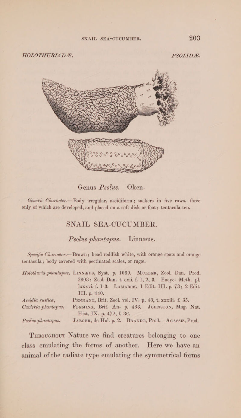HOLOTHURIAD. PSOLIDE. Generic Character.—Body irregular, ascidiform ; suckers in five rows, three only of which are developed, and placed on a soft disk or foot ; tentacula ten. SNAIL SEA-CUCUMBER. Psolus phantapus. Linneeus. Specific Character.—Brown ; head reddish white, with orange spots and orange tentacula; body covered with pectinated scales, or ruge. Holothuria phantapus, Linnavus, Syst. p. 1089. Munir, Zool. Dan. Prod. 2803; Zool. Dan. t. cxil. f. 1, 2, 3. Encyc. Meth. pl. lxxxvi. f. 1-3. Lamarck, | Edit. III. p. 73; 2 Edit. III. p. 440. Ascidia rustica, PENNANT, Brit. Zool. vol. IV. p. 48, t. xxxiii. f. 35. Cuvieria phantapus, FuiEminG, Brit. An. p. 483. Jounston, Mag. Nat. Hist, [X..p. 472, f 86. Psolus phantapus, JAEGER, de Hol. p. 2. Branprt, Prod. Agassiz, Prod. Turoucuour Nature we find creatures belonging to one class emulating the forms of another. Here we have an animal of the radiate type emulating the symmetrical forms