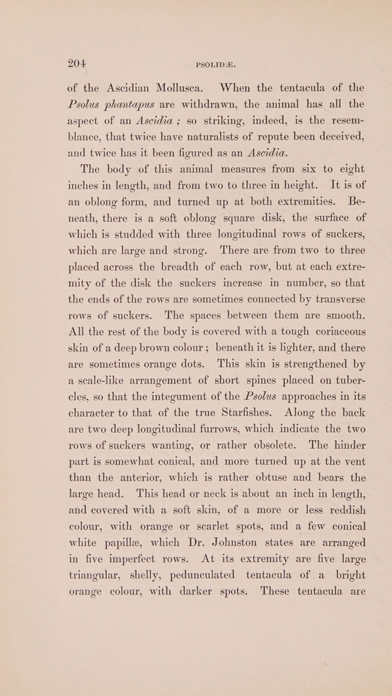 of the Ascidian Mollusca. When the tentacula of the Psolus phantapus are withdrawn, the animal has all the aspect of an Ascidia ; so striking, indeed, is the resem- blance, that twice have naturalists of repute been deceived, and twice has it been figured as an Ascidia. The body of this animal measures from six to eight inches in length, and from two to three in height. It is of an oblong form, and turned up at both extremities. Be- neath, there is a soft oblong square disk, the surface of which is studded with three longitudinal rows of suckers, which are large and strong. There are from two to three placed across the breadth of each row, but at each extre- mity of the disk the suckers mcrease m number, so that the ends of the rows are sometimes connected by transverse rows of suckers. The spaces between them are smooth. All the rest of the body is covered with a tough coriaceous skin of a deep brown colour; beneath it is lighter, and there are sometimes orange dots. ‘This skin is strengthened by a scale-like arrangement of short spines placed on tuber- cles, so that the integument of the Pso/us approaches in its character to that of the true Starfishes. Along the back are two deep longitudinal furrows, which indicate the two rows of suckers wanting, or rather obsolete. The hinder part is somewhat conical, and more turned up at the vent than the anterior, which is rather obtuse and bears the large head. This head or neck is about an inch in length, and covered with a soft skin, of a more or less reddish colour, with orange or scarlet spots, and a few conical white papille, which Dr. Johnston states are arranged in five imperfect rows. At its extremity are five large triangular, shelly, pedunculated tentacula of a_ bright orange colour, with darker spots. These tentacula are