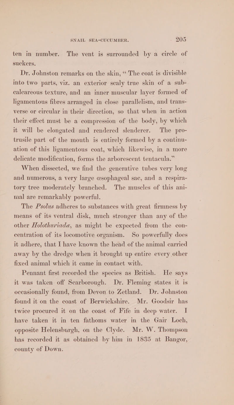 ten in number. The vent is surrounded by a circle of suckers. Dr. Johnston remarks on the skin, ‘‘ The coat is divisible into two parts, viz. an exterior scaly true skin of a sub- calcareous texture, and an inner muscular layer formed of ligamentous fibres arranged in close parallelism, and trans- verse or circular in their direction, so that when in action their effect must be a compression of the body, by which it will be elongated and rendered slenderer. The pro- trusile part of the mouth is entirely formed by a continu- ation of this ligamentous coat, which likewise, in a more delicate modification, forms the arborescent tentacula.” When dissected, we find the generative tubes very long and numerous, a very large esophageal sac, and a respira- tory tree moderately branched. The muscles of this ani- mal are remarkably powerful. The Psolus adheres to substances with great firmness by means of its ventral disk, much stronger than any of the other Holothuriade, as might be expected from the con- centration of its locomotive organism. So powerfully does it adhere, that I have known the head of the animal carried away by the dredge when it brought up entire every other fixed animal which it came in contact with. Pennant first recorded the species as British. He says it was taken off Scarborough. Dr. Fleming states it is occasionally found, from Devon to Zetland. Dr. Johnston found it on the coast of Berwickshire. Mr. Goodsir has twice procured it on the coast of Fife in deep water. I have taken it in ten fathoms water in the Gair Loch, opposite Helensburgh, on the Clyde. Mr. W. Thompson has recorded it as obtained by him in 1835 at Bangor, county of Down.