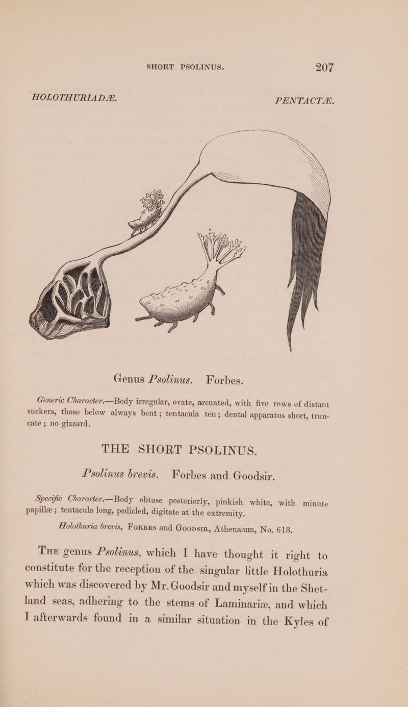 HOLOTHURIAD. PENTACTE. Generic Character.—Body irregular, ovate, arcuated, with five rows of distant suckers, those below always bent; tentacula ten; dental apparatus short, trun- cate ; no gizzard. THE SHORT PSOLINUS. Psolinus brevis. Forbes and Goodsir. Specific Character.—Body obtuse posteriorly, pinkish white, with minute papillz ; tentacula long, pedicled, digitate at the extremity. Holothuria brevis, ForBxEs and Goopsir, Atheneum, No. 618. Tue genus Psolinus, which I have thought it right to constitute for the reception of the singular little Holothuria which was discovered by Mr. Goodsir and myself in the Shet- land seas, adhering to the stems of Laminariz, and which I afterwards found in a similar situation in the Kyles of