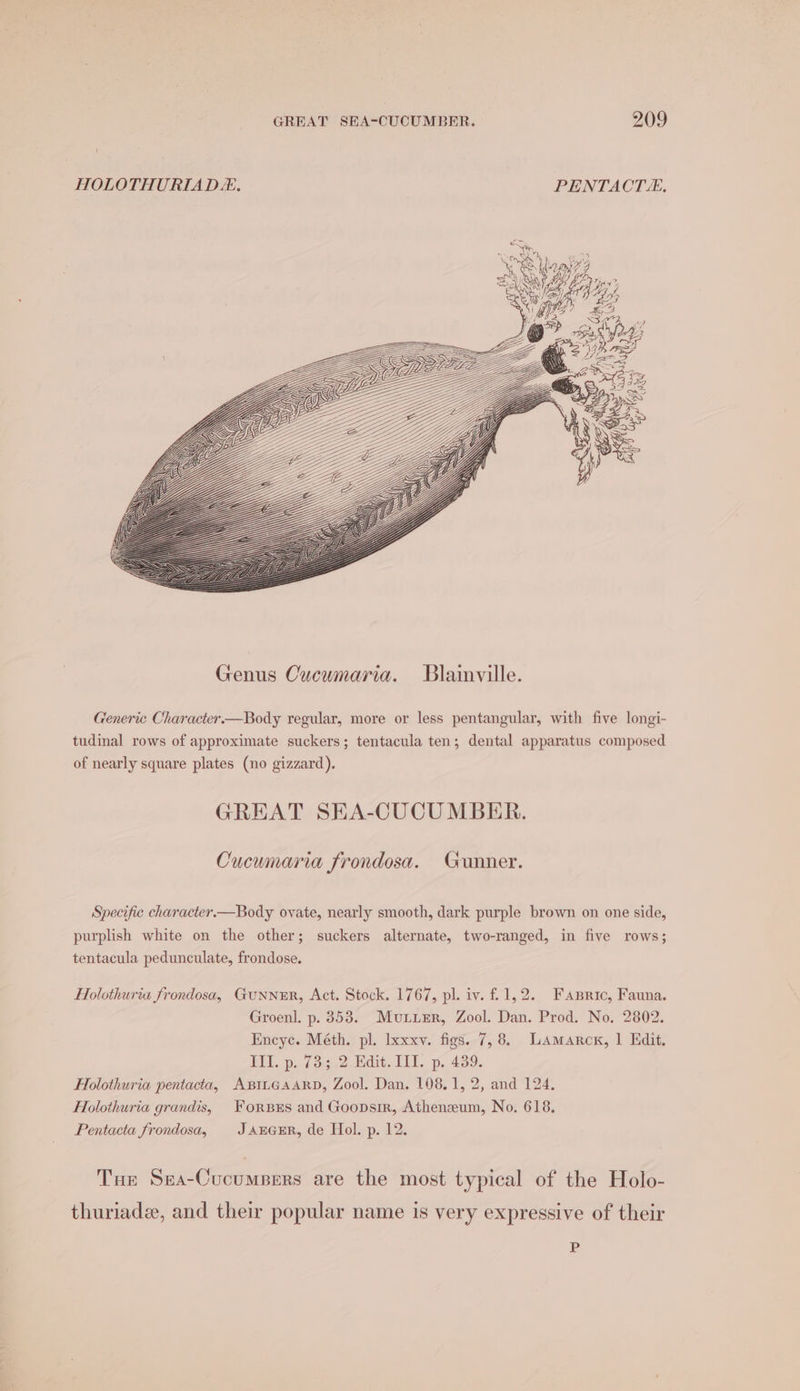 HOLOTHURIAD. PENTACT. Generic Character.—Body regular, more or less pentangular, with five longi- tudinal rows of approximate suckers; tentacula ten; dental apparatus composed of nearly square plates (no gizzard). GREAT SEA-CUCUMBER. Cucumaria frondosa. Gunner. Specific character.—Body ovate, nearly smooth, dark purple brown on one side, purplish white on the other; suckers alternate, two-ranged, in five rows; tentacula pedunculate, frondose. Holothuria frondosa, GuNN=ER, Act. Stock. 1767, pl. iv. 1,2. Fapric, Fauna, Groenl. p. 353. Muir, Zool. Dan. Prod. No, 2802. Encyc. Méth. pl. Ixxxv. figs. 7,8. Lamarck, | Edit. ELL. p. 733.2 Medit. IIT. p. 439. Folothuria pentacta, ABILGAARD, Zool. Dan, 108.1, 2, and 124, Hlolothuria grandis, Fores and Goopsir, Atheneum, No. 618. Pentacta frondosa, JaxrGceER, de Hol. p. 12. Tue Sea-Cucumpers are the most typical of the Holo- thuriadze, and their popular name is very expressive of their Aw