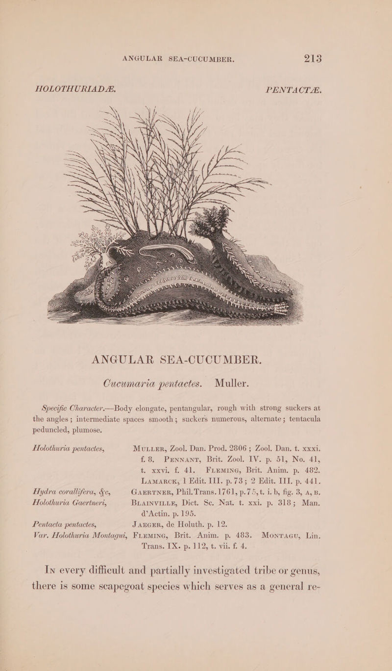HOLOTHURIADL. PENTACT. Cucumaria pentactes. Muller. Specific Character.—Body elongate, pentangular, rough with strong suckers at the angles; intermediate spaces smooth; suckers numerous, alternate ; tentacula peduncled, plumose. Flolothuria pentactes, Mutter, Zool. Dan. Prod. 2806 ; Zool. Dan. t. xxxi. f,8. Punnanr, Brit, Zool. IV. p. 51,, No. 41, t. xxvi. f. 41. Fuemine, Brit. Anim. p. 482. Lamarck, | Edit. Il]. p.73; 2 Edit. III. p. 441. Hydra corallifera, &amp;c, GAERTNER, Phil. Trans.1761, p.75,t. i. b, fig. 3, A, B. Holothuria Gaertneri, BLAINVILLE, Dict. Sc. Nat. t. xxi. p. 318; Man. d’Actin. p. 195. Pentacta pentactes, J auceER, de Holuth. p. 12. Var. Holothuria Montagui, Fummrine, Brit. Anim. p. 483. Monragu, Lin. Trans. IX. p. 112, t. vii. f. 4. In every difficult and partially investigated tribe or genus, there is some scapegoat species which serves as a general re-