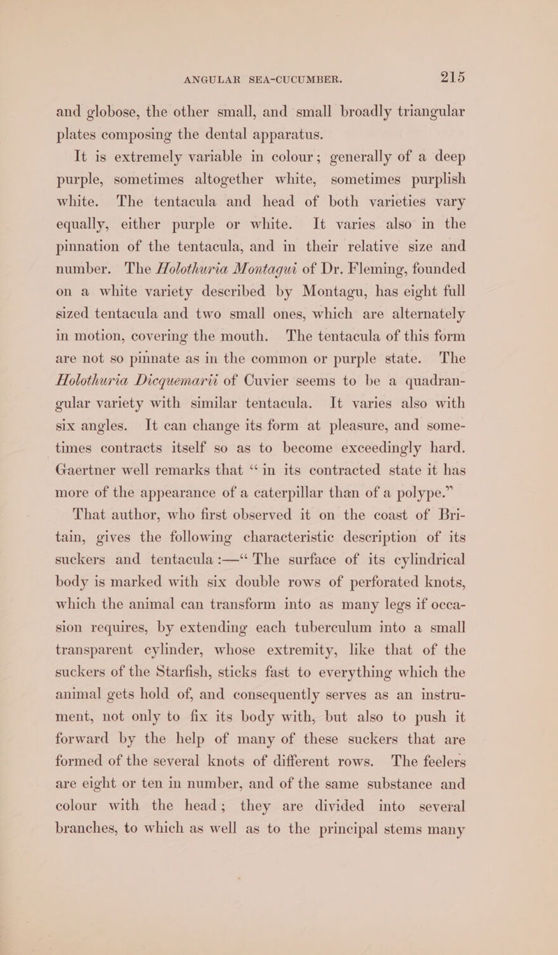 and globose, the other small, and small broadly triangular plates composing the dental apparatus. It is extremely variable in colour; generally of a deep purple, sometimes altogether white, sometimes purplish white. The tentacula and head of both varieties vary equally, either purple or white. It varies also in the pimnation of the tentacula, and in their relative size and number. The Holothuria Montagui of Dr. Fleming, founded on a white variety described by Montagu, has eight full sized tentacula and two small ones, which are alternately im motion, covering the mouth. The tentacula of this form are not so pinnate as in the common or purple state. The Holothuria Dicquemarw of Cuvier seems to be a quadran- gular variety with similar tentacula. It varies also with six angles. It can change its form at pleasure, and some- times contracts itself so as to become exceedingly hard. Gaertner well remarks that ‘in its contracted state it has more of the appearance of a caterpillar than of a polype.” That author, who first observed it on the coast of Bri- tain, gives the following characteristic description of its suckers and tentacula :—‘“ The surface of its cylindrical body is marked with six double rows of perforated knots, which the animal can transform into as many legs if occa- sion requires, by extending each tuberculum into a small transparent cylinder, whose extremity, like that of the suckers of the Starfish, sticks fast to everything which the animal gets hold of, and consequently serves as an instru- ment, not only to fix its body with, but also to push it forward by the help of many of these suckers that are formed of the several knots of different rows. The feelers are eight or ten in number, and of the same substance and colour with the head; they are divided into several branches, to which as well as to the principal stems many