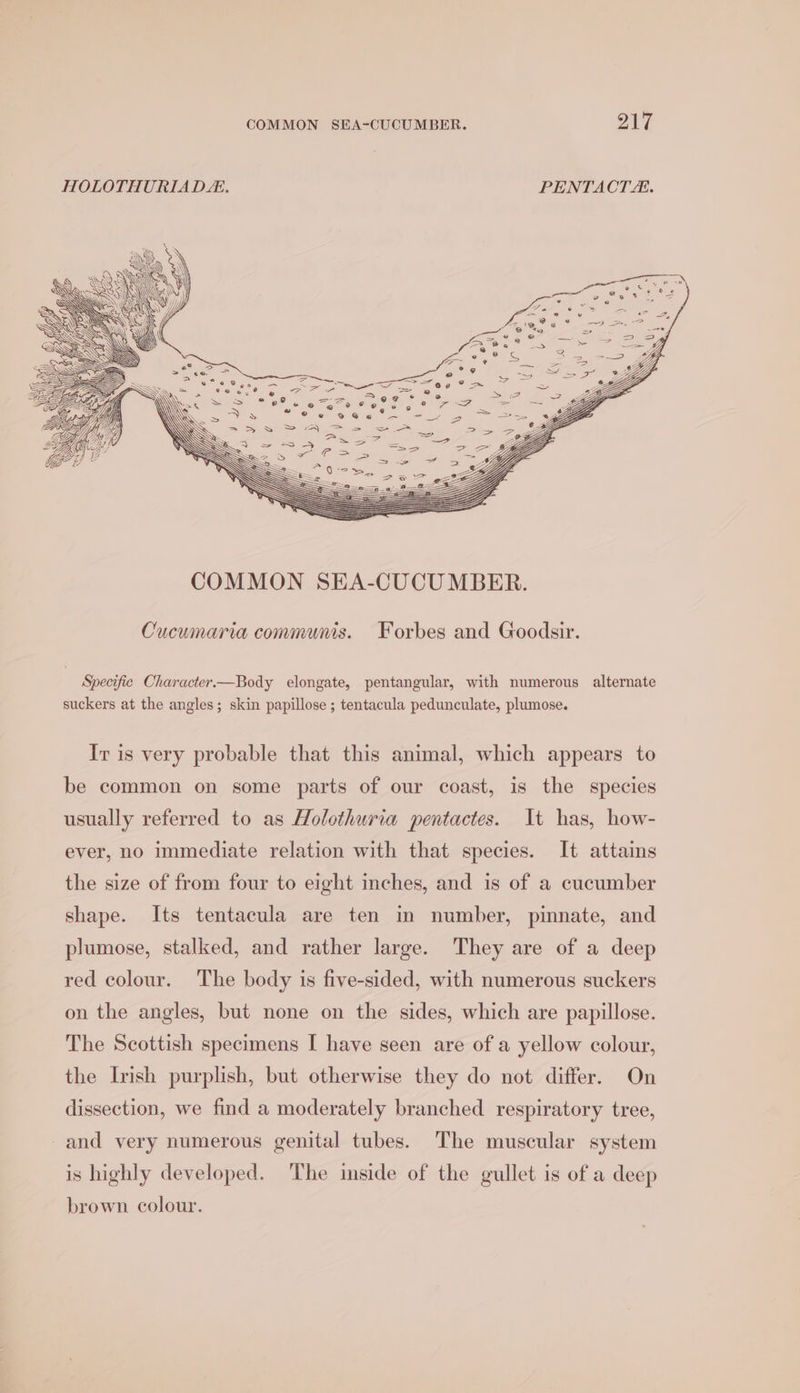 COMMON SEA-CUCUMBER. O17 HOLOTHURIAD. PENTACT. ante \ A Cucumaria communis. Forbes and Goodsir. Specific Character.—Body elongate, pentangular, with numerous alternate suckers at the angles; skin papillose ; tentacula pedunculate, plumose. Ir is very probable that this animal, which appears to be common on some parts of our coast, is the species usually referred to as Holothuria pentactes. It has, how- ever, no immediate relation with that species. It attains the size of from four to eight inches, and is of a cucumber shape. Its tentacula are ten in number, pinnate, and plumose, stalked, and rather large. They are of a deep red colour. The body is five-sided, with numerous suckers on the angles, but none on the sides, which are papillose. The Scottish specimens I have seen are of a yellow colour, the Irish purplish, but otherwise they do not differ. On dissection, we find a moderately branched respiratory tree, and very numerous genital tubes. The muscular system is highly developed. The inside of the gullet is of a deep brown colour.