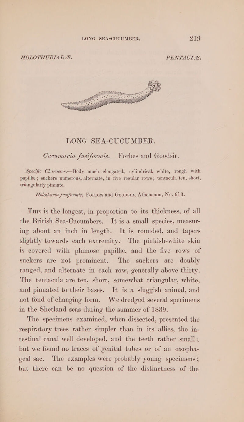 HOLOTHURIAD EE. PENTACT:. Cucumaria fusiformis. Forbes and Goodsir. Specific Character—Body much elongated, cylindrical, white, rough with papille ; suckers numerous, alternate, in five regular rows; tentacula ten, short, triangularly pinnate. Holothuria fusiformis, ForBES and Goopsir, Atheneum, No. 618. Tus is the longest, in proportion to its thickness, of all the British Sea-Cucumbers. It is a small species, measur- ing about an inch in length. It is rounded, and tapers slightly towards each extremity. The pinkish-white skin is covered with plumose papille, and the five rows of suckers are not prominent. The suckers are doubly ranged, and alternate in each row, generally above thirty. The tentacula are ten, short, somewhat triangular, white, and pmnated to their bases. It is a sluggish animal, and not fond of changing form. We dredged several specimens in the Shetland seas during the summer of 1839. The specimens examined, when dissected, presented the respiratory trees rather simpler than in its allies, the in- testinal canal well developed, and the teeth rather small ; but we found no traces of genital tubes or of an cesopha- geal sac. ‘The examples were probably young specimens ; but there can be no question of the distinctness of the