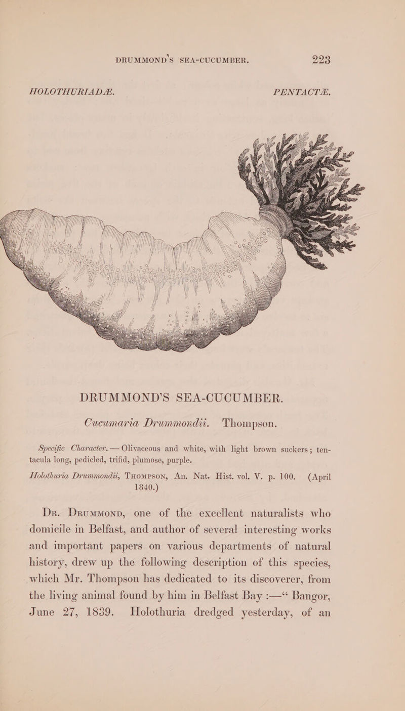 ' DRUMMOND’S SEA-CUCU MBER. Cucumaria Drummondi. 'Thompson. Specific Character. — Oliyaceous and white, with light brown suckers; ten- tacula long, pedicled, trifid, plumose, purple. Holothuria Drummond, THompson, An. Nat. Hist. vol. V. p. 100. (April 1840.) Dr. Drummonpn, one of the excellent naturalists who domicile in Belfast, and author of several interesting works and important papers on various departments of natural history, drew up the following description of this species, which Mr. Thompson has dedicated to its discoverer, from the living animal found by him in Belfast Bay :—‘ Bangor, June 27, 1839. Holothuria dredged yesterday, of an