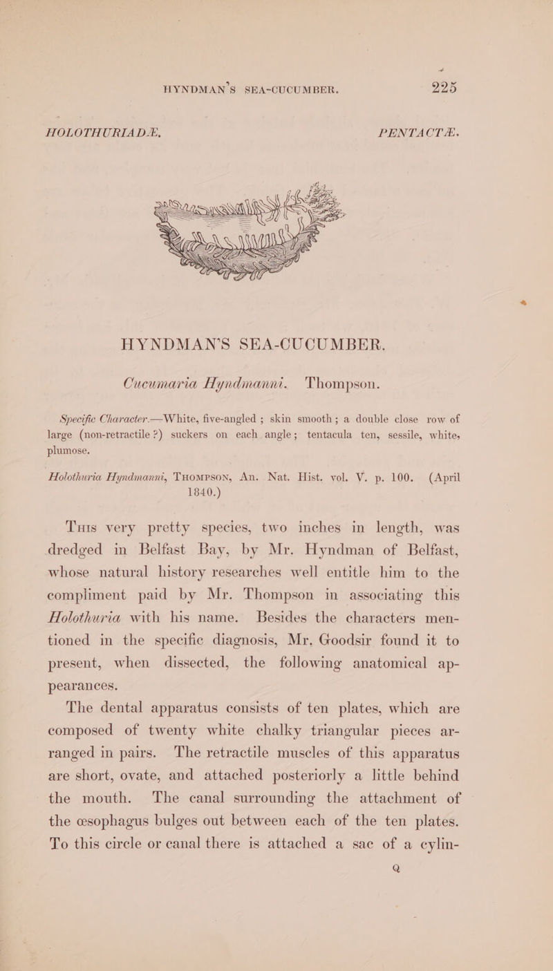 HYNDMAN S SEA-CUCUMBER. 925 HOLOTHURIAD.-#, PENTACT. HYNDMAN’S SEA-CUCU MBER. Cucumaria Hyndmanni. Thompson. Specific Character —W hite, five-angled ; skin smooth; a double close row of large (non-retractile ?) suckers on each angle; tentacula ten, sessile, white, plumose. ‘Holothuria Hyndmanni, Tuompson, An. Nat. Hist. vol. V. p. 100. (April 1840.) Tuts very pretty species, two inches in length, was dredged in Belfast Bay, by Mr. Hyndman of Belfast, whose natural history researches well entitle him to the compliment paid by Mr. Thompson in associating this Holothuria with his name. Besides the characters men- tioned in the specific diagnosis, Mr. Goodsir found it to present, when dissected, the following anatomical ap- pearances. The dental apparatus consists of ten plates, which are composed of twenty white chalky triangular pieces ar- ranged in pairs. The retractile muscles of this apparatus are short, ovate, and attached posteriorly a little behind the mouth. The canal surrounding the attachment of the esophagus bulges out between each of the ten plates. To this circle or canal there is attached a sac of a cylin- Q