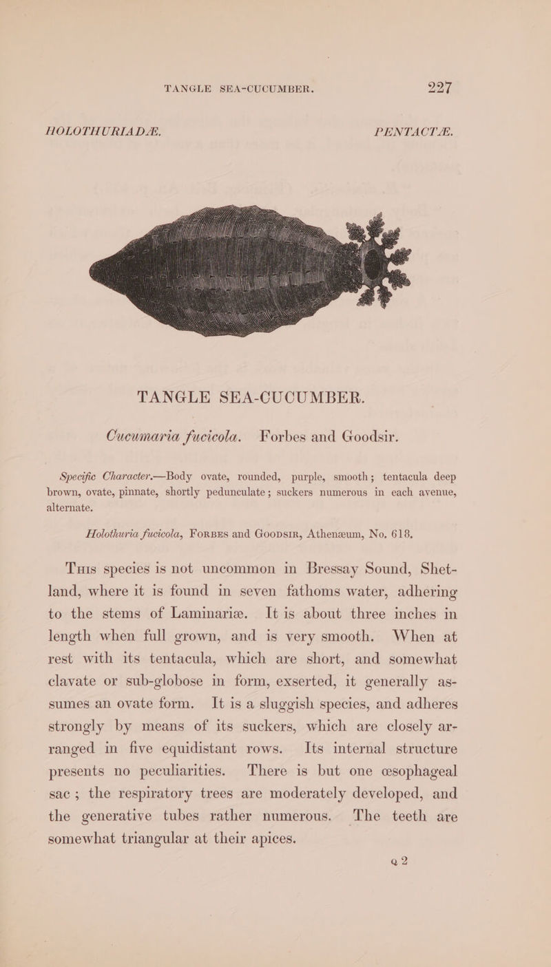 bo ~I TANGLE SEA-CUCUMBER. Ay HOLOTHURIADE, PENTACTE. Cucumaria fucicola. Forbes and Goodsir. Specific Character.—Body oyate, rounded, purple, smooth; tentacula deep brown, ovate, pinnate, shortly pedunculate; suckers numerous in each avenue, alternate. Holothuria fucicola, ForBxEs and Goopsir, Atheneum, No, 618. Tuis species is not uncommon in Bressay Sound, Shet- land, where it is found in seven fathoms water, adhering to the stems of Laminarie. It is about three inches in length when full grown, and is very smooth. When at rest with its tentacula, which are short, and somewhat clavate or sub-globose m form, exserted, it generally as- sumes an ovate form. It is a sluggish species, and adheres strongly by means of its suckers, which are closely ar- ranged in five equidistant rows. Its internal structure presents no peculiarities. There is but one csophageal sac ; the respiratory trees are moderately developed, and the generative tubes rather numerous. The teeth are somewhat triangular at their apices.