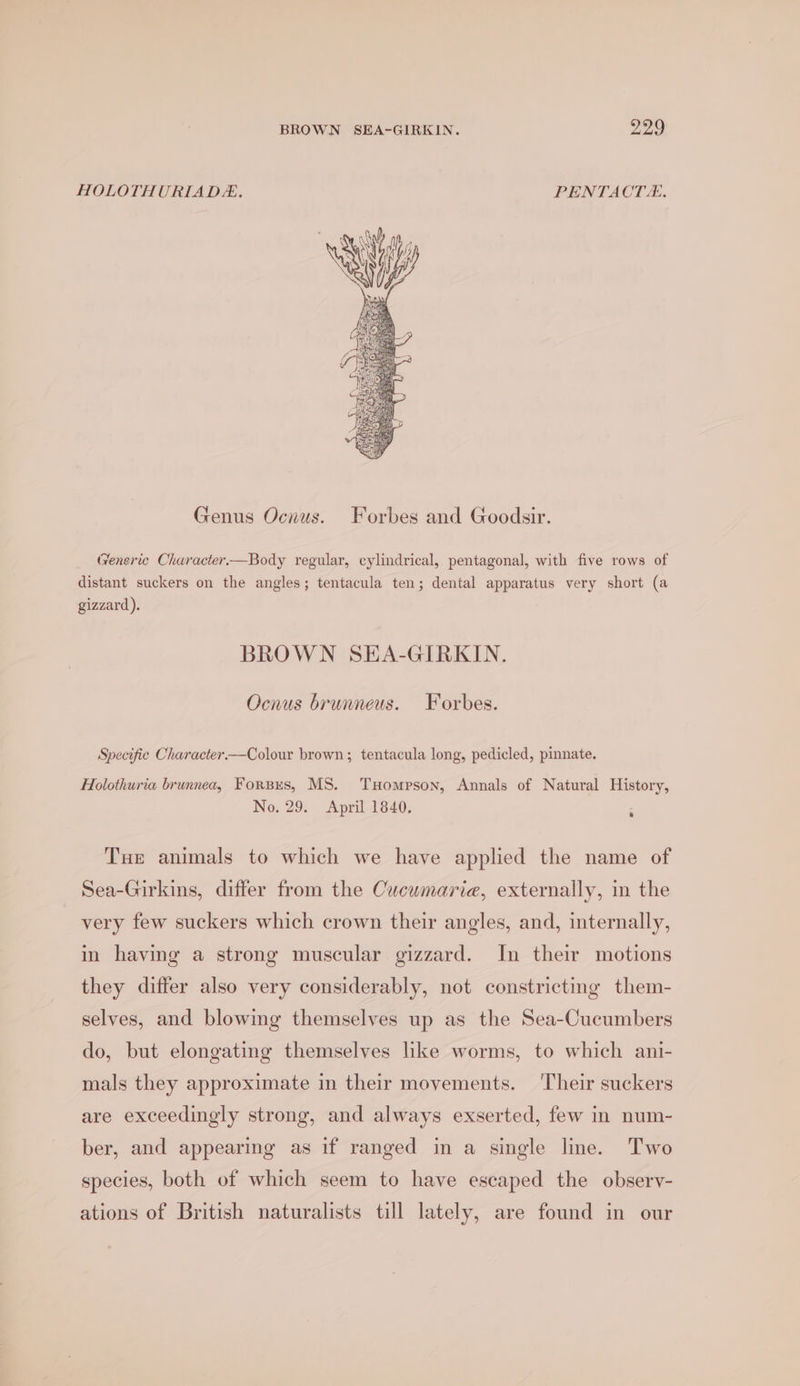BROWN SEA-GIRKIN. 779 HOLOTHURIADE. PENTACT. Genus Ocnus. Forbes and Goodsir. Generic Character—Body regular, cylindrical, pentagonal, with five rows of distant suckers on the angles; tentacula ten; dental apparatus very short (a gizzard). BROWN SEA-GIRKIN. Ocnus brunneus. Forbes. Specifie Character-—Colour brown; tentacula long, pedicled, pinnate. Holothuria brunnea, Forses, MS. TxHompson, Annals of Natural History, No. 29. April 1840. Tue animals to which we have applied the name of Sea-Girkins, differ from the Cucumaria, externally, in the very few suckers which crown their angles, and, internally, in having a strong muscular gizzard. In their motions they differ also very considerably, not constricting them- selves, and blowing themselves up as the Sea-Cucumbers do, but elongating themselves like worms, to which ani- mals they approximate in their movements. ‘Their suckers are exceedingly strong, and always exserted, few in num- ber, and appearing as if ranged in a single line. Two species, both of which seem to have escaped the obsery- ations of British naturalists till lately, are found in our