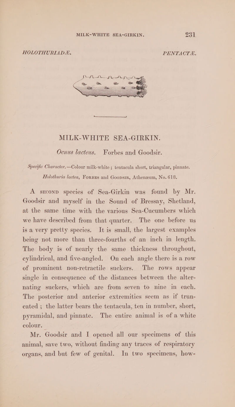 MILK-WHITE SEA-GIRKIN. pew | HOLOTHURIAD. PENTACTE. MILK-WHITE SEA-GIRKIN. Ocnus lacteus. Forbes and Goodsir. Specific Character.—Colour milk-white ; tentacula short, triangular, pinnate. Holothuria lactea, Forses and Goonstr, Athenzeum, No. 618. A sEeconp species of Sea-Girkin was found by Mr. Goodsir and myself in the Sound of Bressay, Shetland, at the same time with the various Sea-Cucumbers which we have described from that quarter. The one before us is a very pretty species. It is small, the largest examples being not more than three-fourths of an inch in length. The body is of nearly the same thickness throughout, cylindrical, and five-angled. On each angle there is a row of prominent non-retractile suckers. The rows appear single in consequence of the distances between the alter- nating suckers, which are from seven to nine in each. The posterior and anterior extremities seem as if trun- cated ; the latter bears the tentacula, ten in number, short, pyramidal, and pinnate. The entire animal is of a white colour. | Mr. Goodsir and I opened all our specimens of this animal, save two, without finding any traces of respiratory organs, and but few of genital. In two specimens, how-